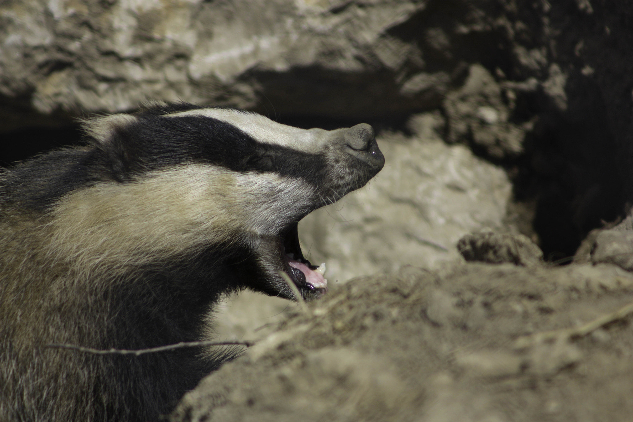 Canon EOS 450D (EOS Rebel XSi / EOS Kiss X2) + EF75-300mm f/4-5.6 sample photo. Zoo de la garenne 2016 photography