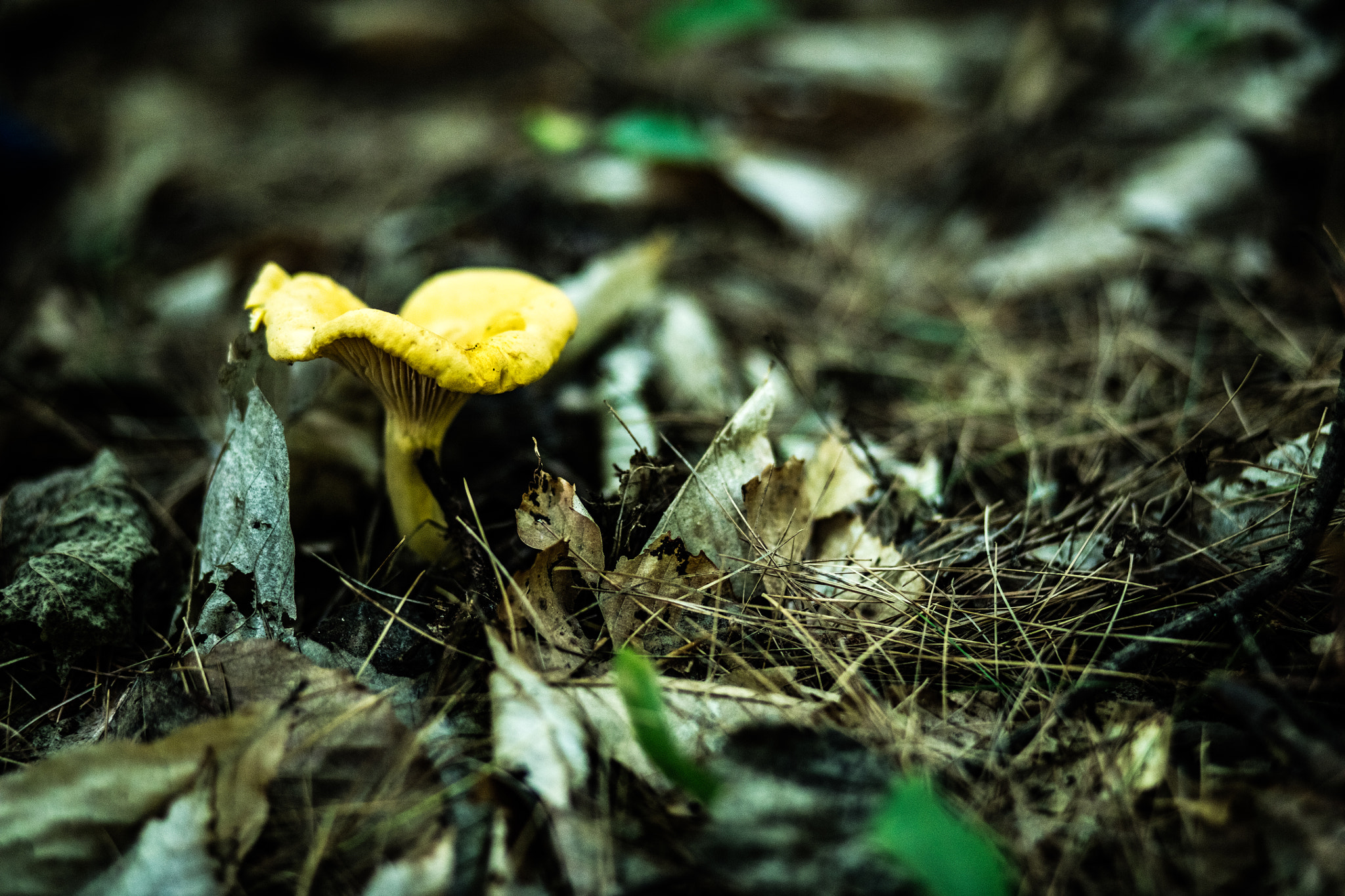Canon EOS 5DS R + Canon EF 85mm F1.8 USM sample photo. Mushroom come out after rain photography