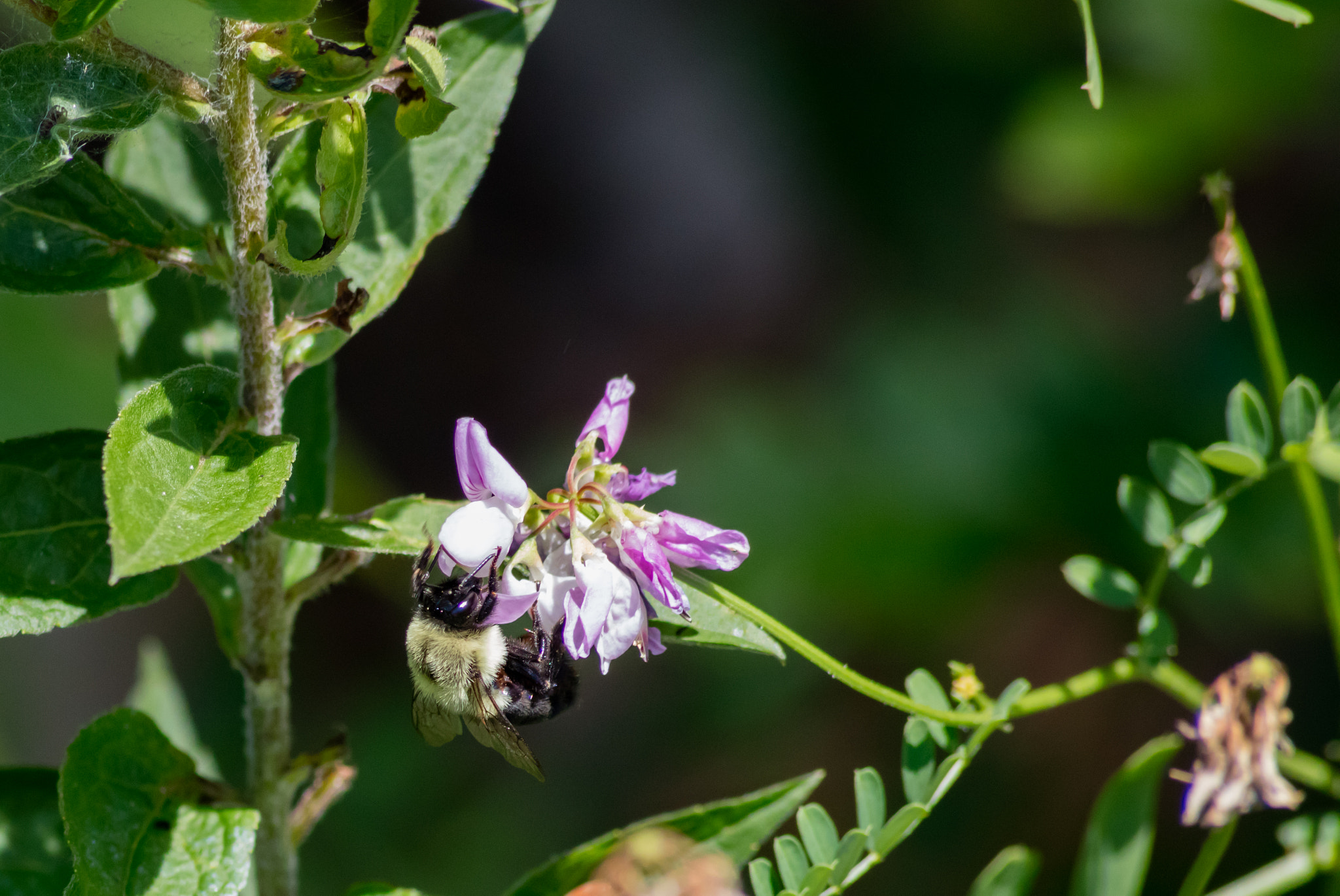 Canon EOS 5DS R sample photo. Bee on the flower photography