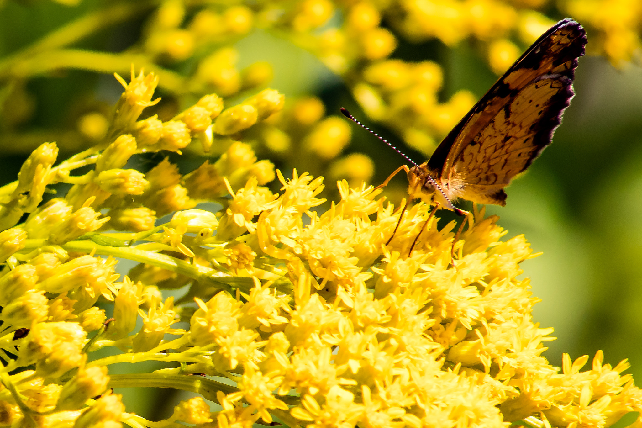 Canon EOS 5DS R + Sigma 50-200mm F4-5.6 DC OS HSM sample photo. Butterfly on the flower photography