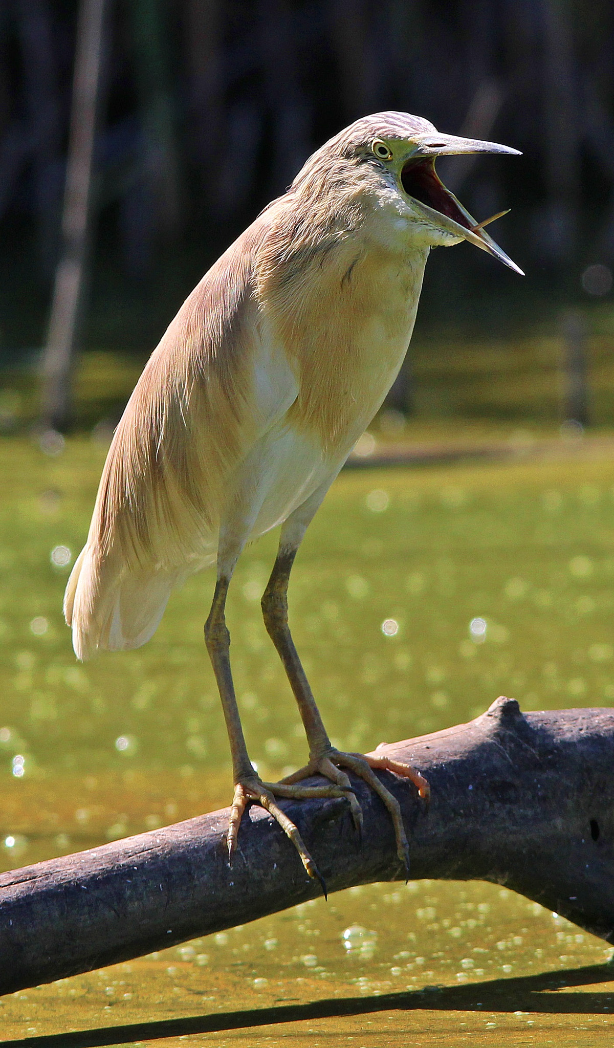 Sigma 150-500mm F5-6.3 DG OS HSM sample photo. Squacco heron, sgarza ciuffetto photography