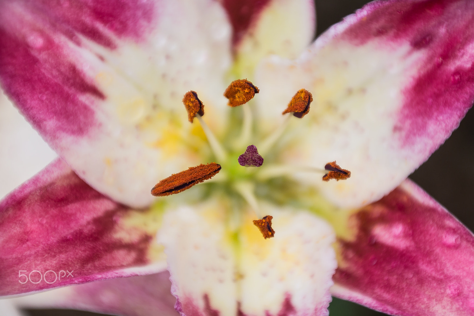 Samsung NX 18-200mm F3.5-6.3 ED OIS sample photo. The colorful lily photography