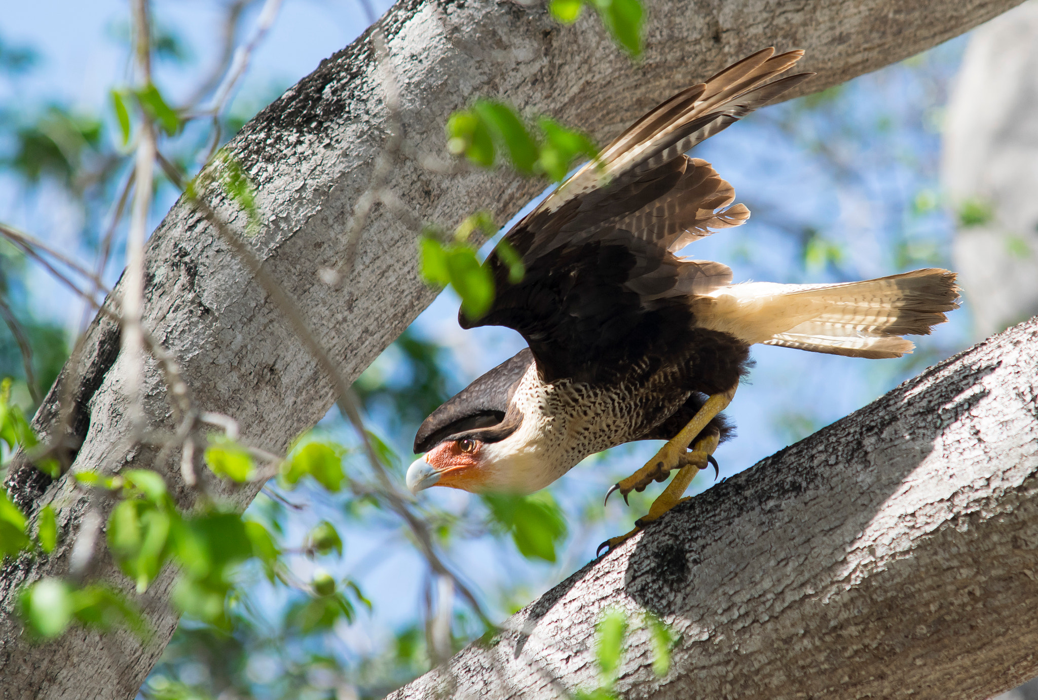 Sigma 70-200mm F2.8 EX DG Macro HSM II sample photo. This bird of prey is called warawara on curacao. photography