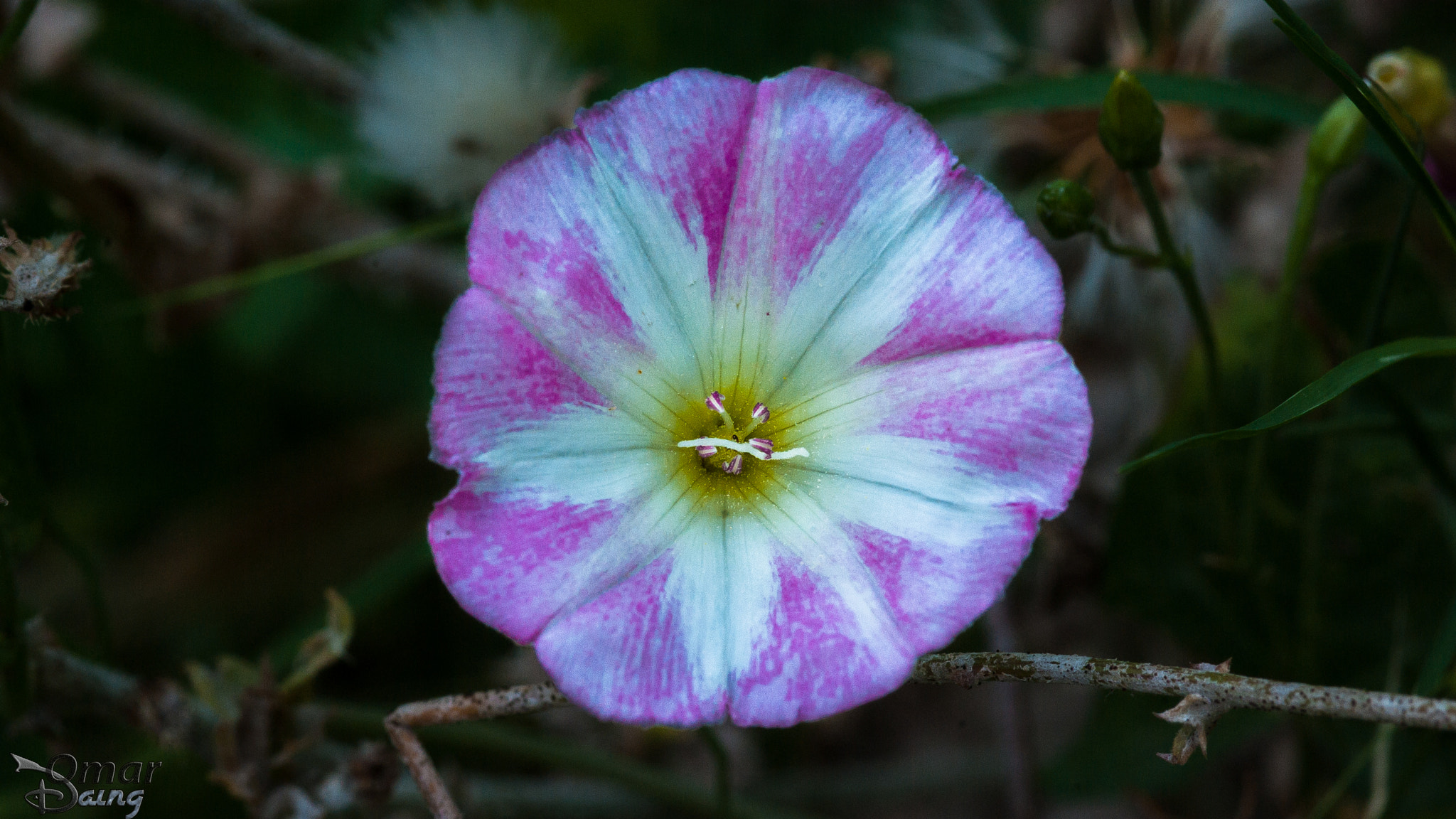 Pentax K10D + Sigma sample photo. Çiçek-flower photography