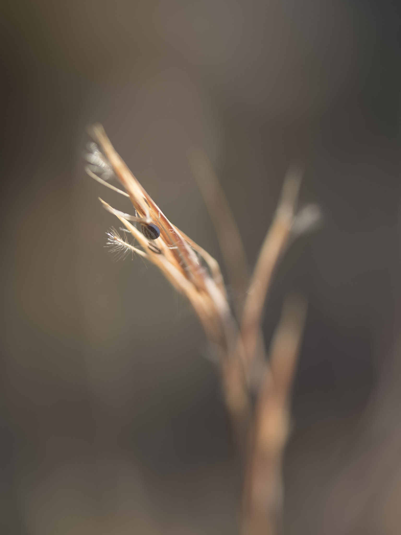 Pentax 645Z + HD Pentax D FA 645 Macro 90mm F2.8 ED AW SR sample photo. Fine art nature photography