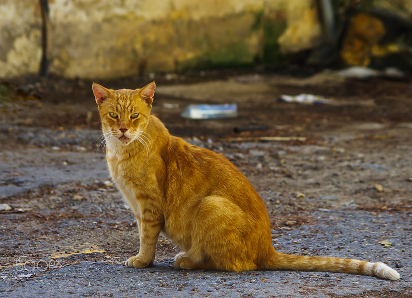 HD Pentax DA 55-300mm F4.0-5.8 ED WR sample photo. The king suburbs photography