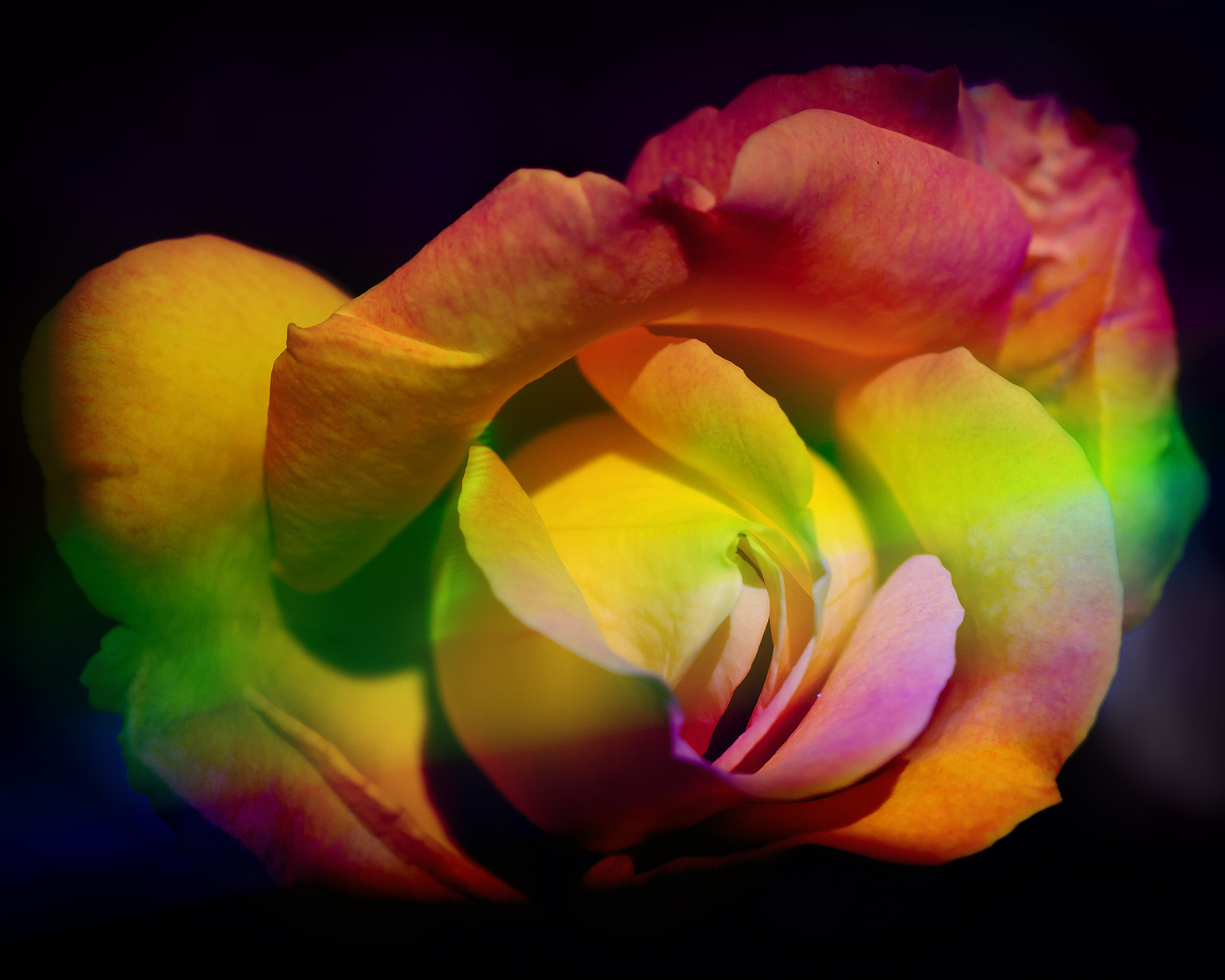 Nikon D4 sample photo. Rose art photography