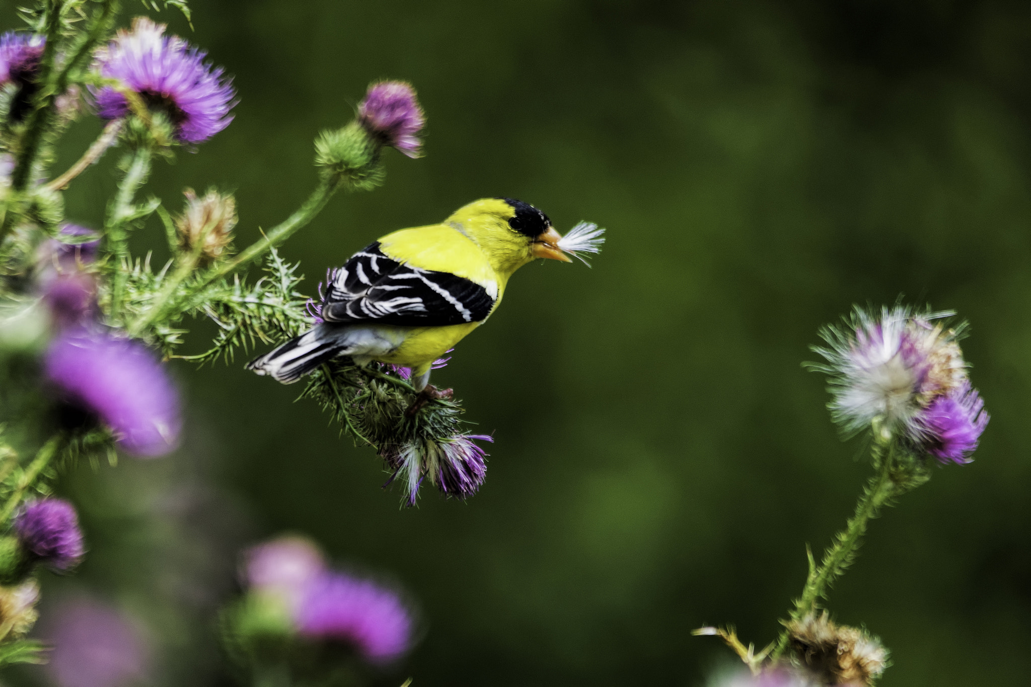 Sony SLT-A65 (SLT-A65V) sample photo. Thistle down photography