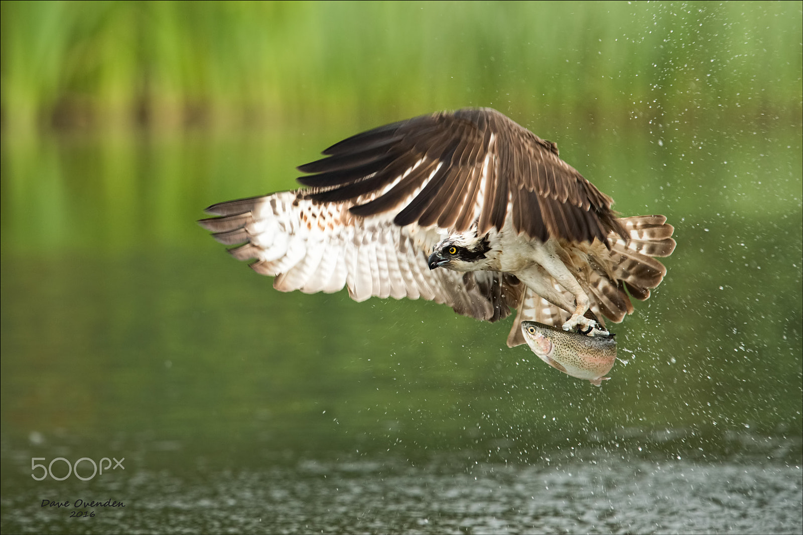 Canon EF 300mm F2.8L IS II USM sample photo. Osprey photography