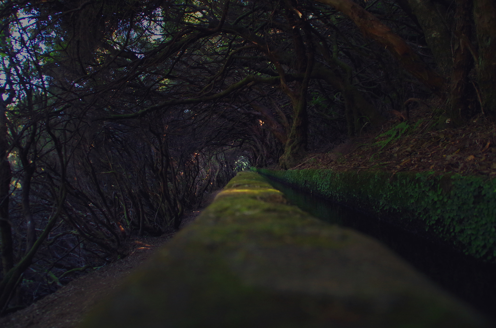 Tamron AF 18-200mm F3.5-6.3 XR Di II LD Aspherical (IF) Macro sample photo. Levada forest iii photography