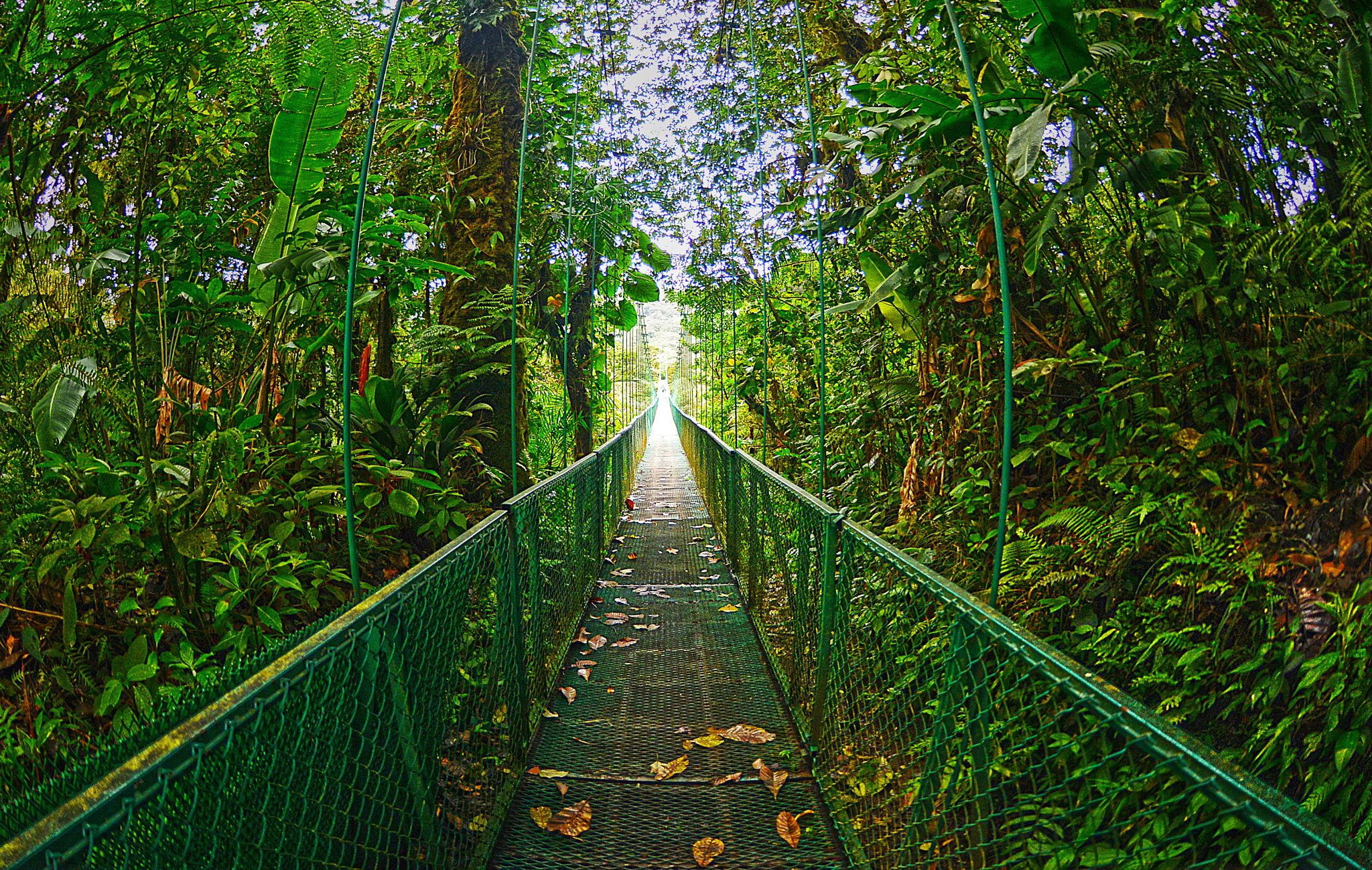 Nikon D800 + AF Zoom-Nikkor 24-120mm f/3.5-5.6D IF sample photo. Skywalk of monteverde by karim ghodbane / costa rica photography