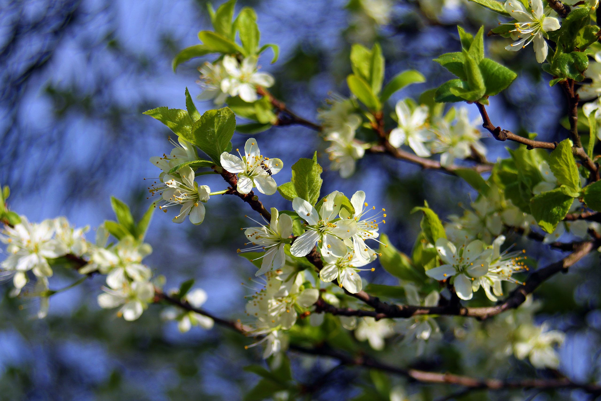 Canon EF 28-80mm f/3.5-5.6 USM sample photo. Flowers photography