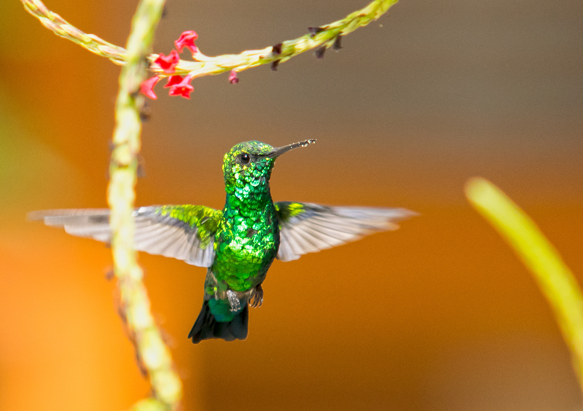 Sigma 70-200mm F2.8 EX DG Macro HSM II sample photo. A beautiful hummingbird posing for a photo in curacao. photography