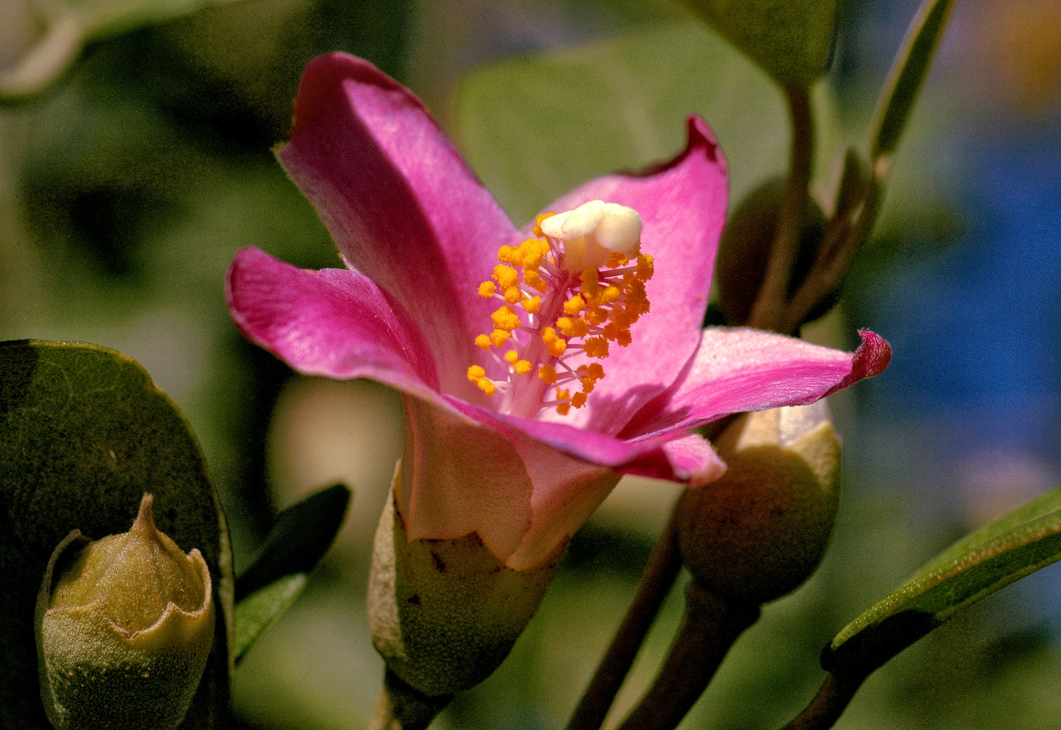 Nikon D70s + Sigma Macro 90mm F2.8 sample photo. A photography