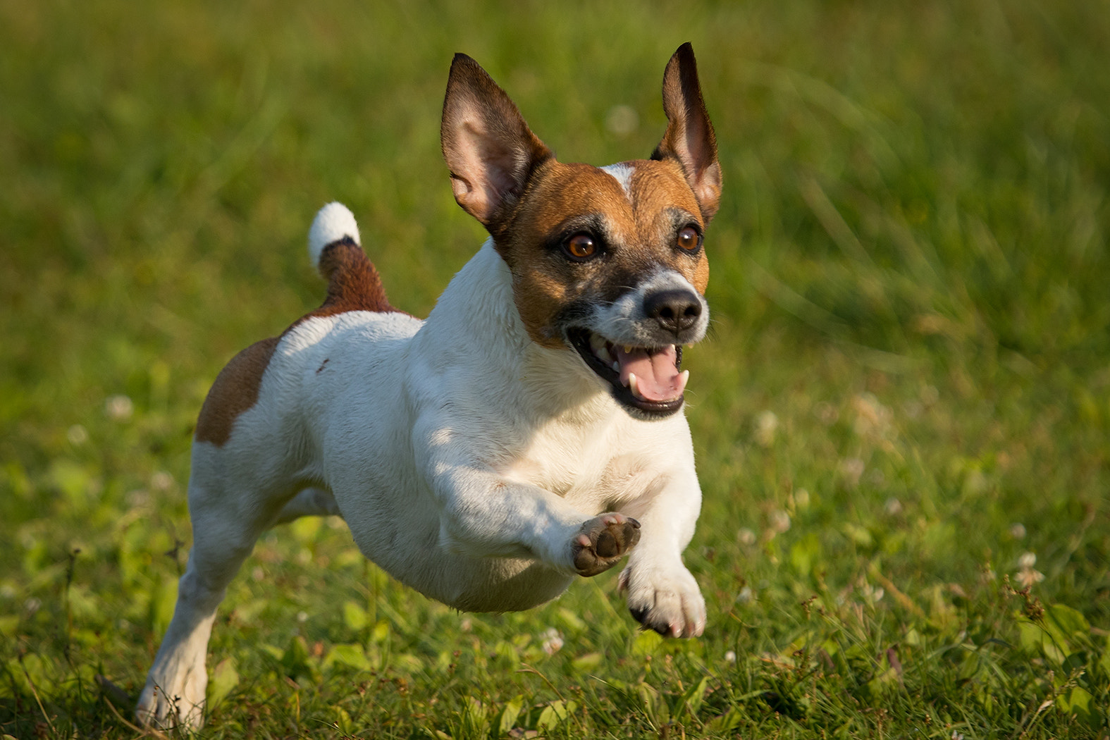 Canon EF 100-400mm F4.5-5.6L IS USM sample photo. Dog photography