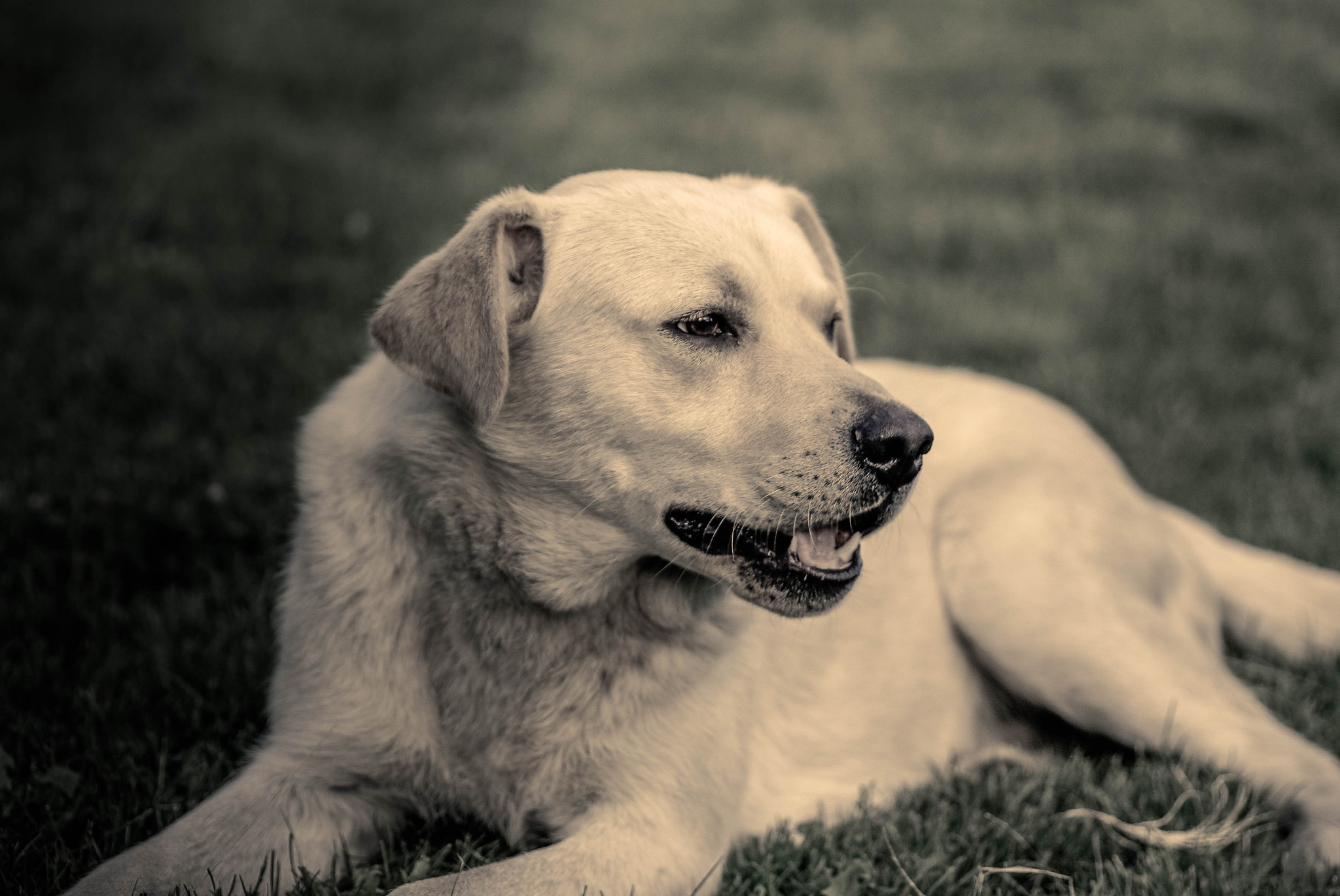 Pentax K10D + Tamron SP AF 90mm F2.8 Di Macro sample photo. Dog love photography