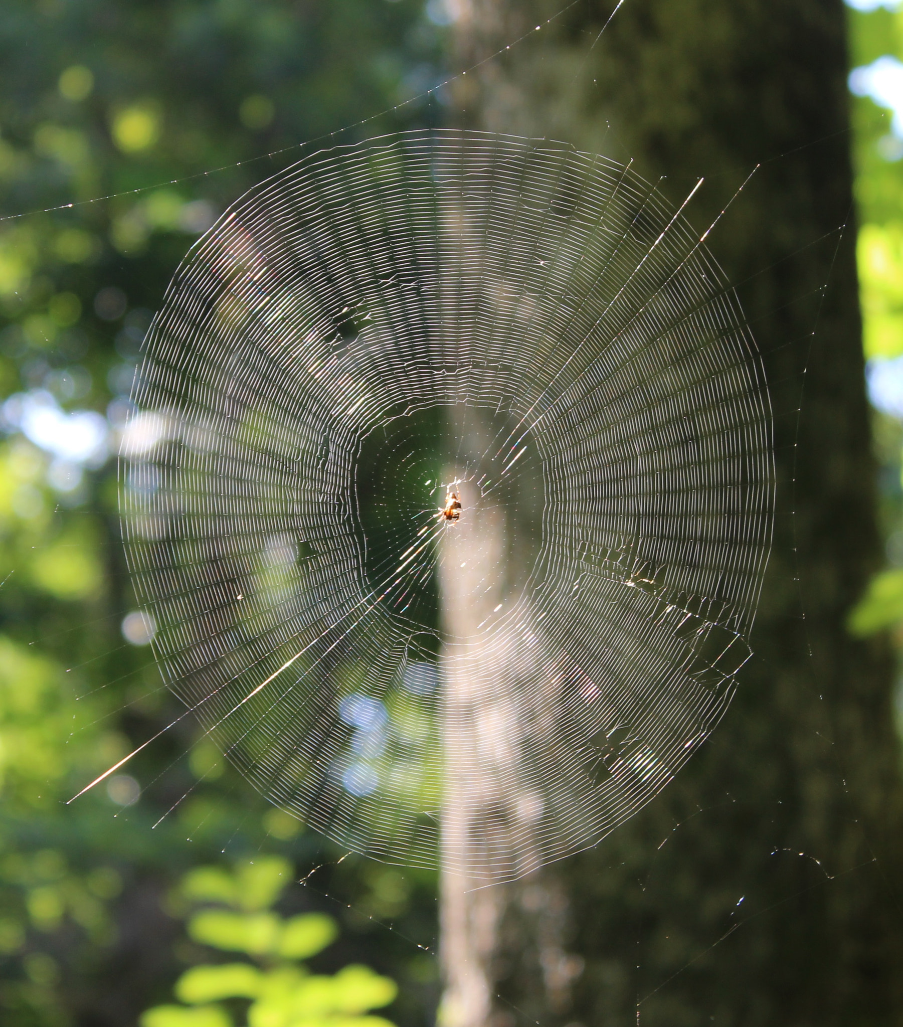 Canon EF-S 18-55mm F3.5-5.6 IS II sample photo. Orb web photography