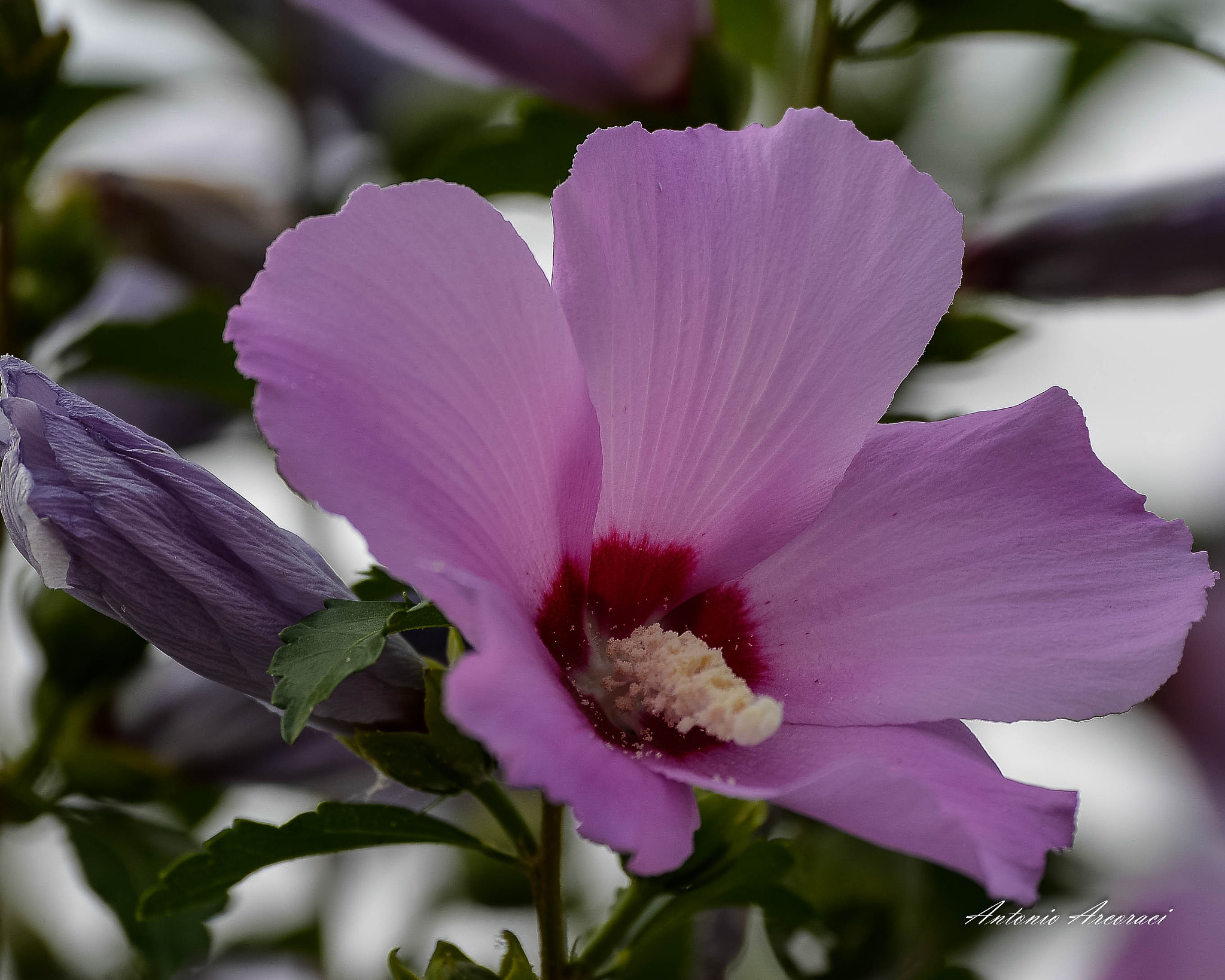 Nikon D4 sample photo. Flower photography