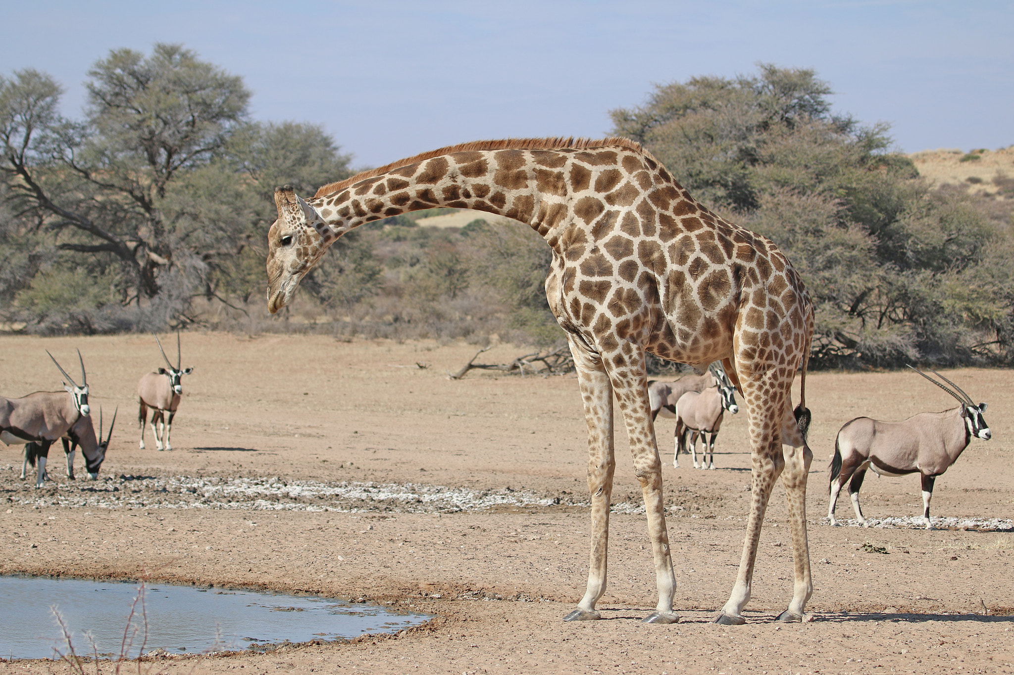 Canon EF 100-400mm F4.5-5.6L IS USM sample photo. Thirsty giraffe. photography