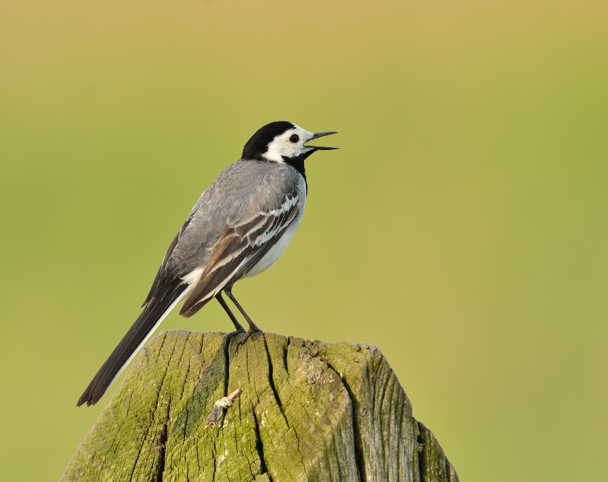 Nikon AF-S Nikkor 400mm F2.8D ED-IF II sample photo. Witte kwikstaart photography