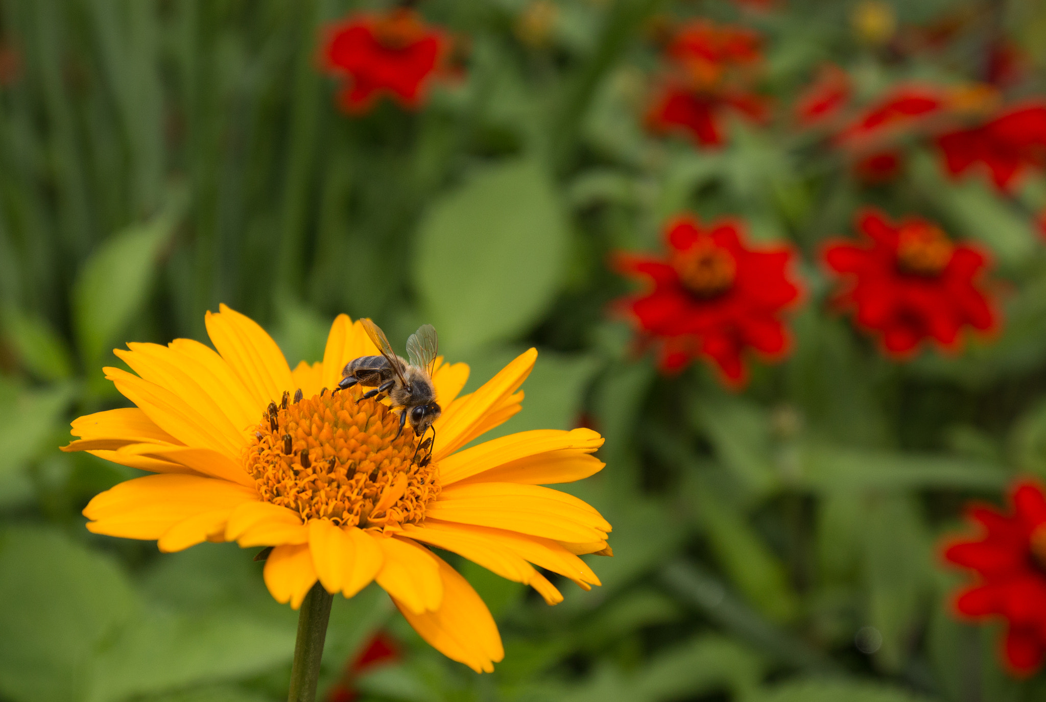 Canon EOS 70D + Canon EF 16-35mm F4L IS USM sample photo. Play of colours photography