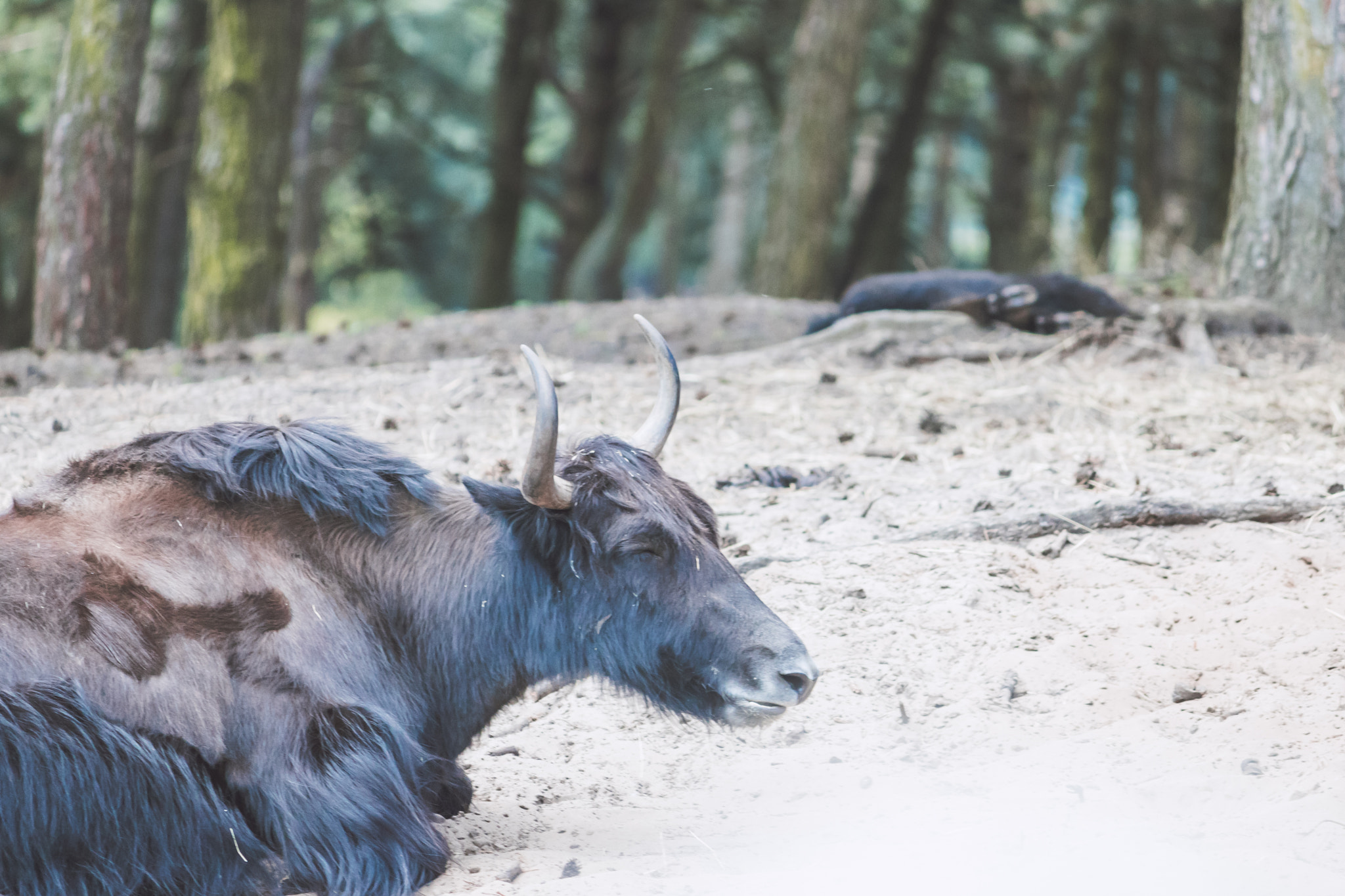 Canon EF-S 55-250mm F4-5.6 IS sample photo. Content yak photography