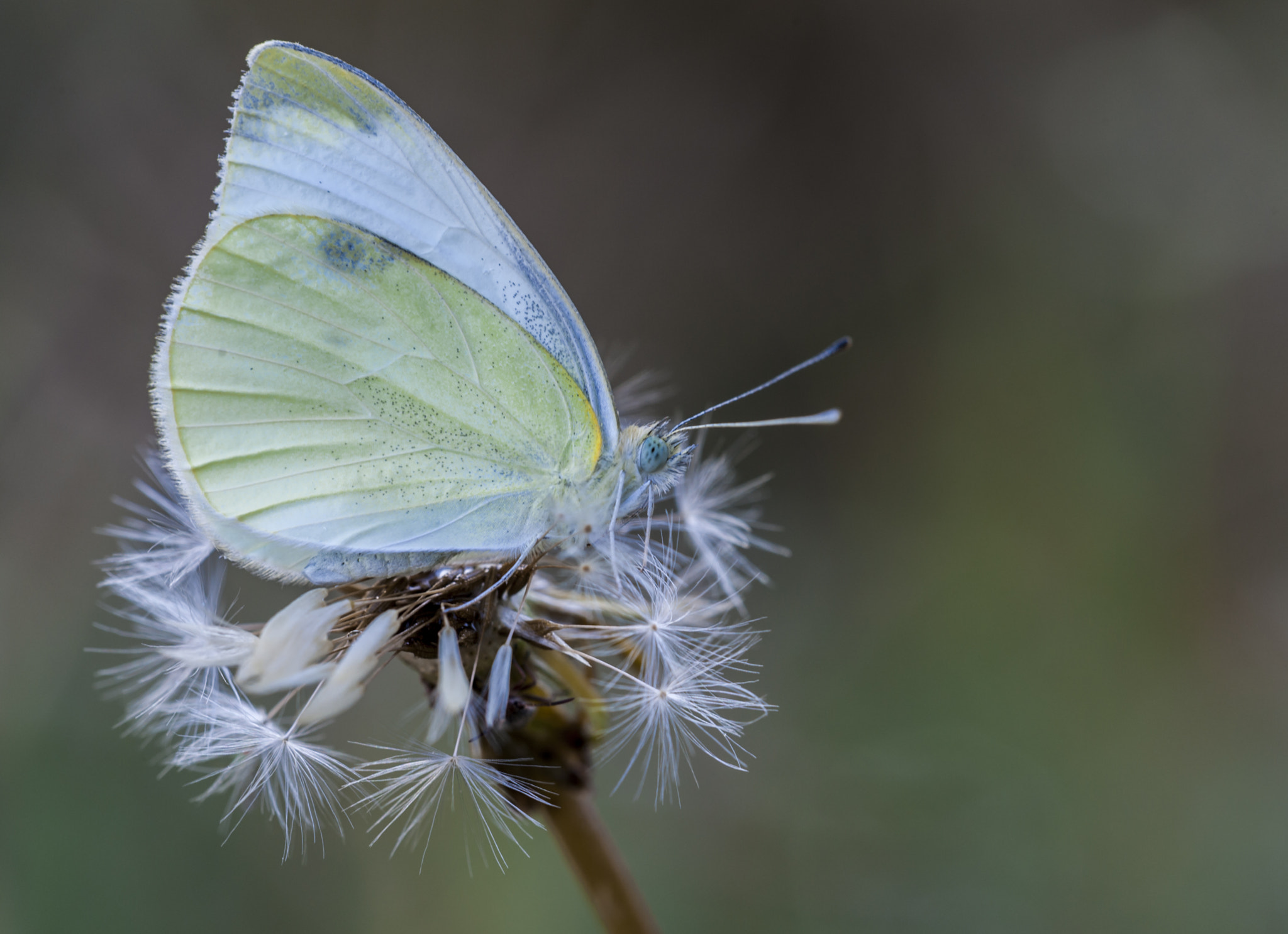 Sigma APO Macro 180mm F3.5 EX DG HSM sample photo. Mariposa photography