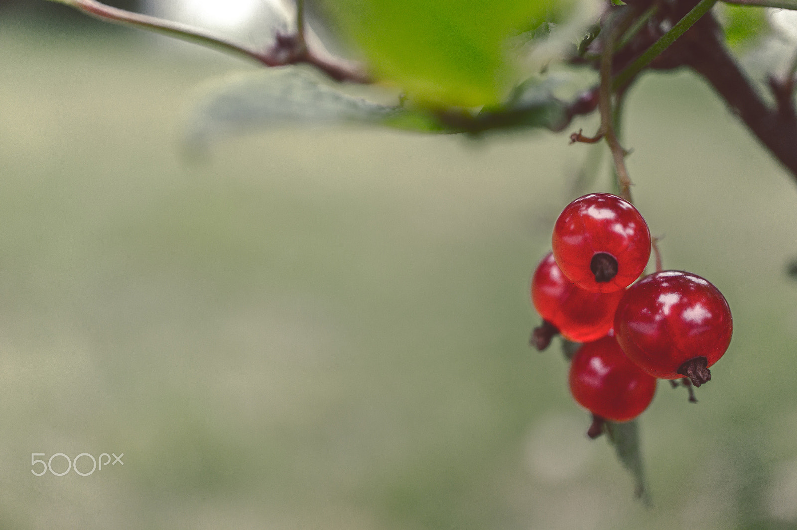 Sony Alpha NEX-5 + Sony E 30mm F3.5 Macro sample photo. Ribes rubrum photography