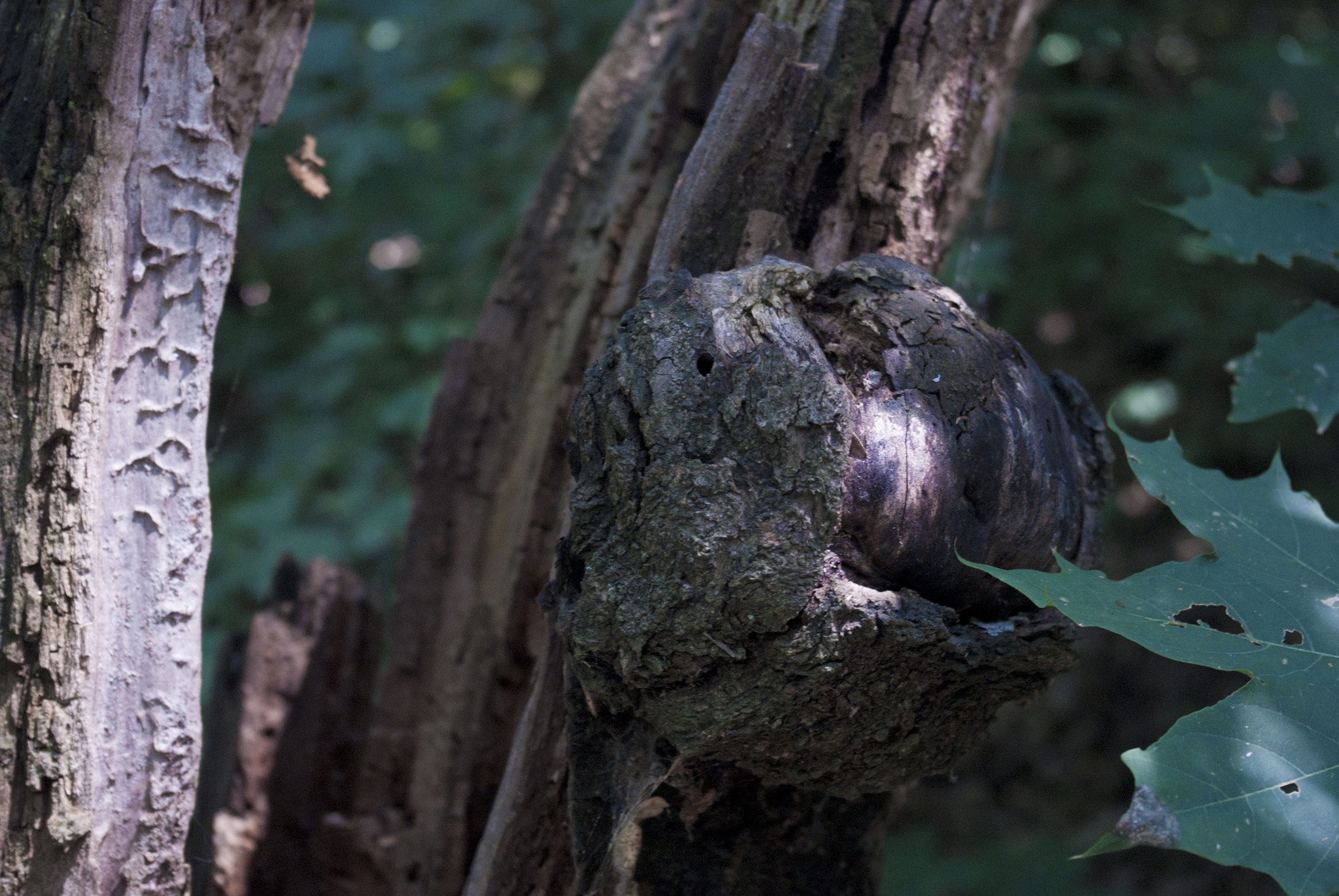 Pentax K-m (K2000) sample photo. Tree stump.jpg photography