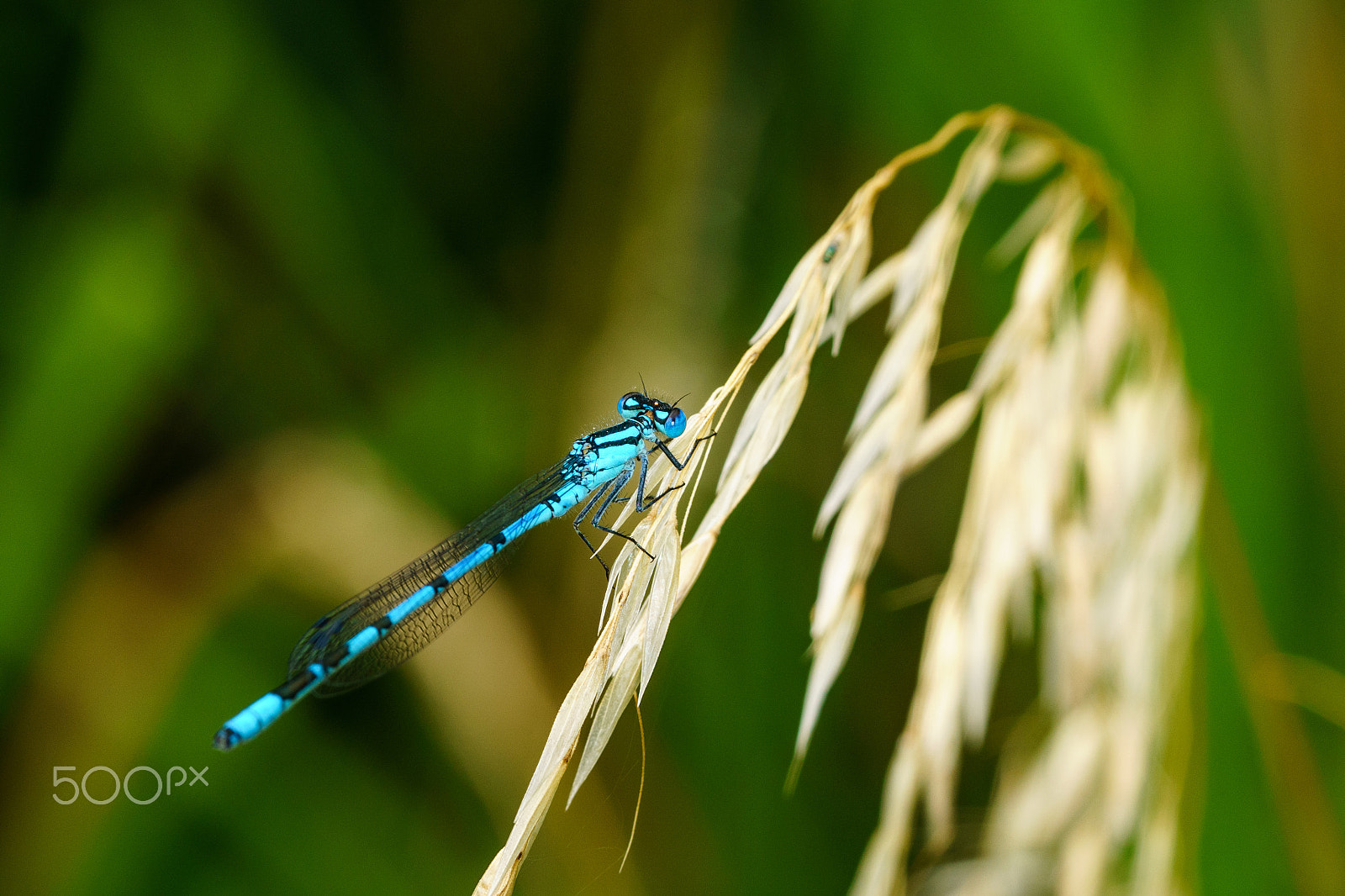 Sony a6300 + Sony FE 90mm F2.8 Macro G OSS sample photo. May fly photography