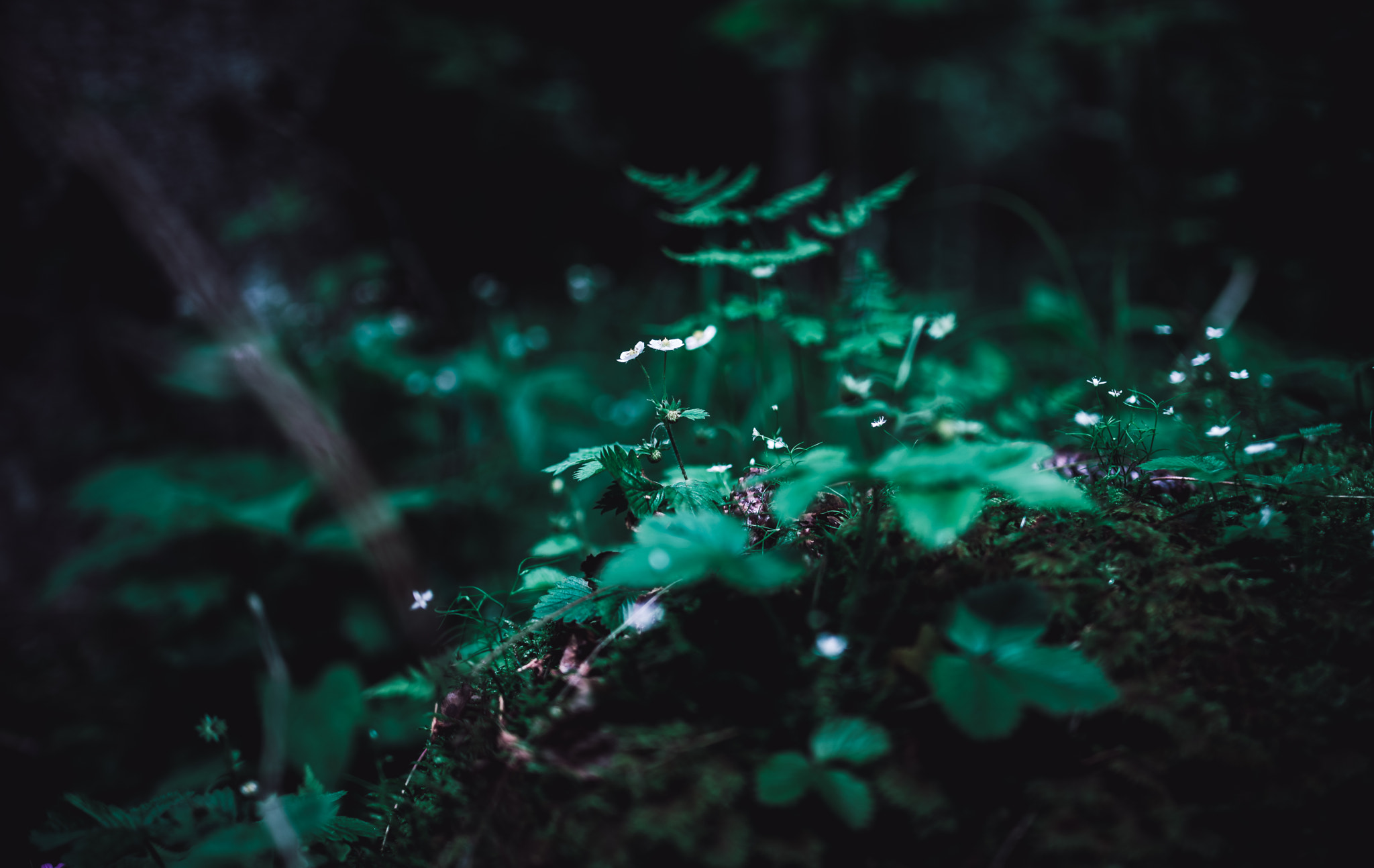 Nikon D600 + Tamron SP 35mm F1.8 Di VC USD sample photo. - photography
