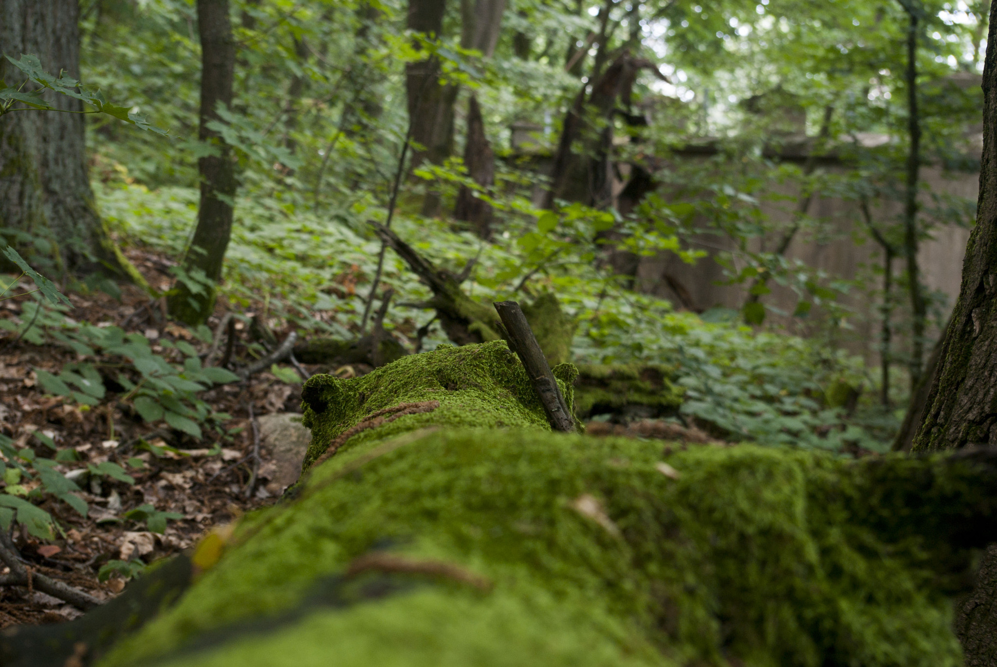 Pentax K-m (K2000) sample photo. Mossy tree.jpg photography