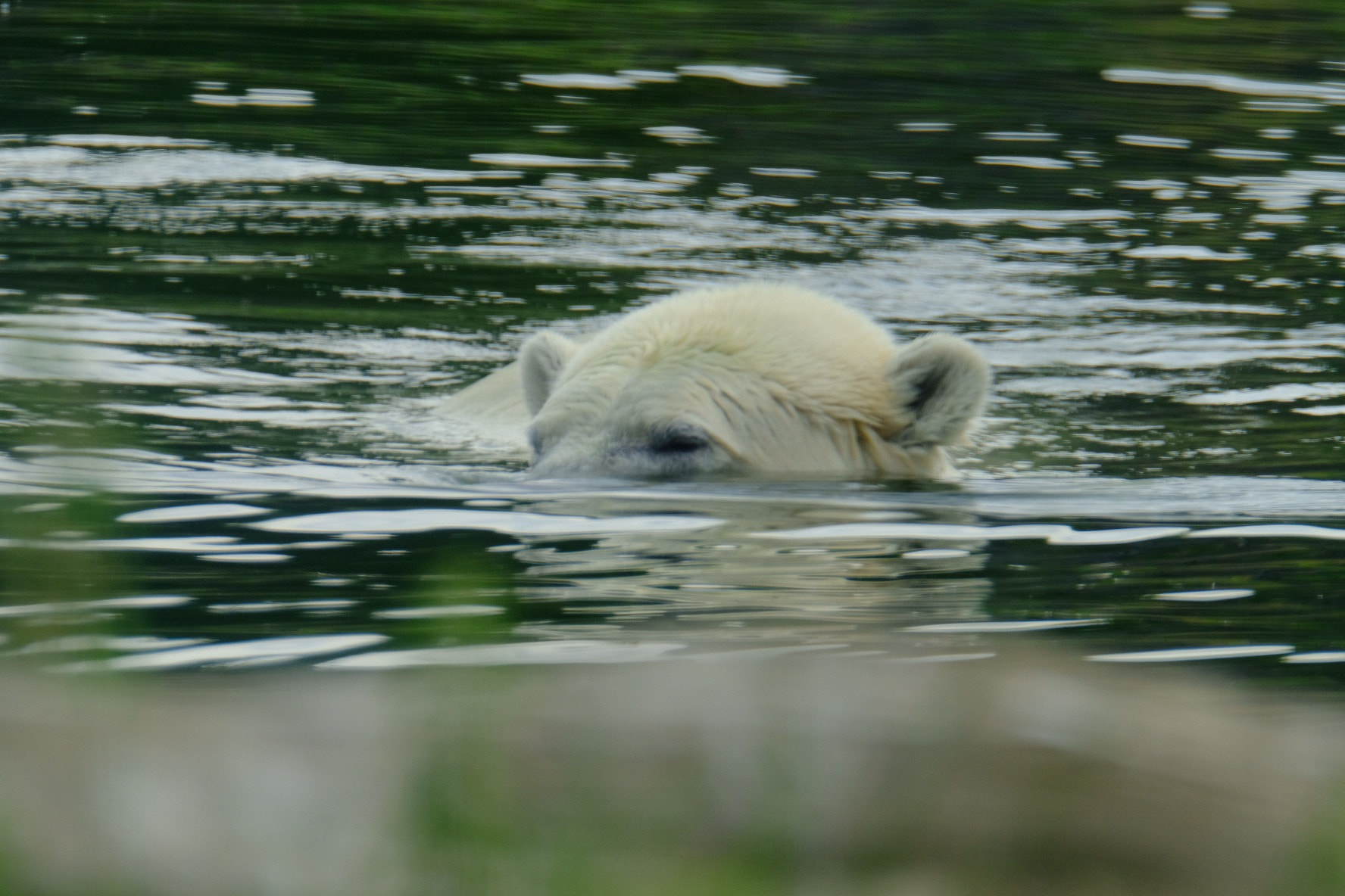 XF100-400mmF4.5-5.6 R LM OIS WR + 1.4x sample photo. It's to hot photography