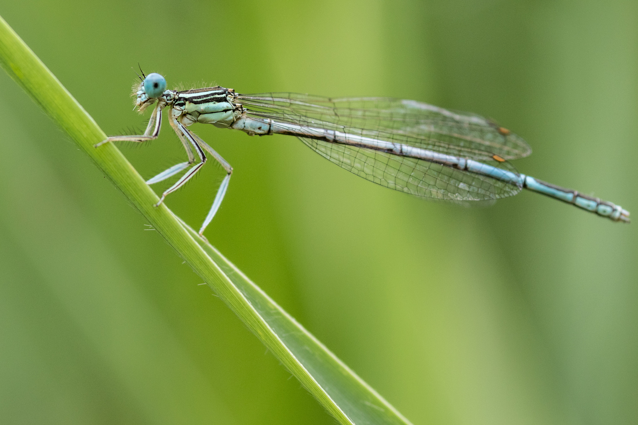 Sigma 105mm F2.8 EX DG Macro sample photo. Enallagma cyathigerum photography