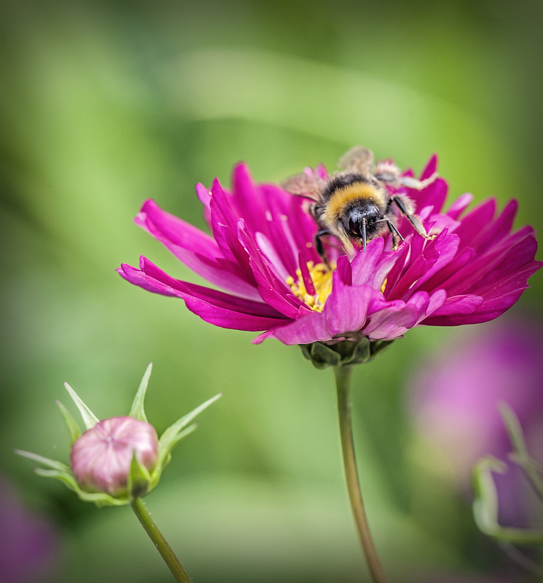 Canon EOS-1D Mark III sample photo. Summer bee photography