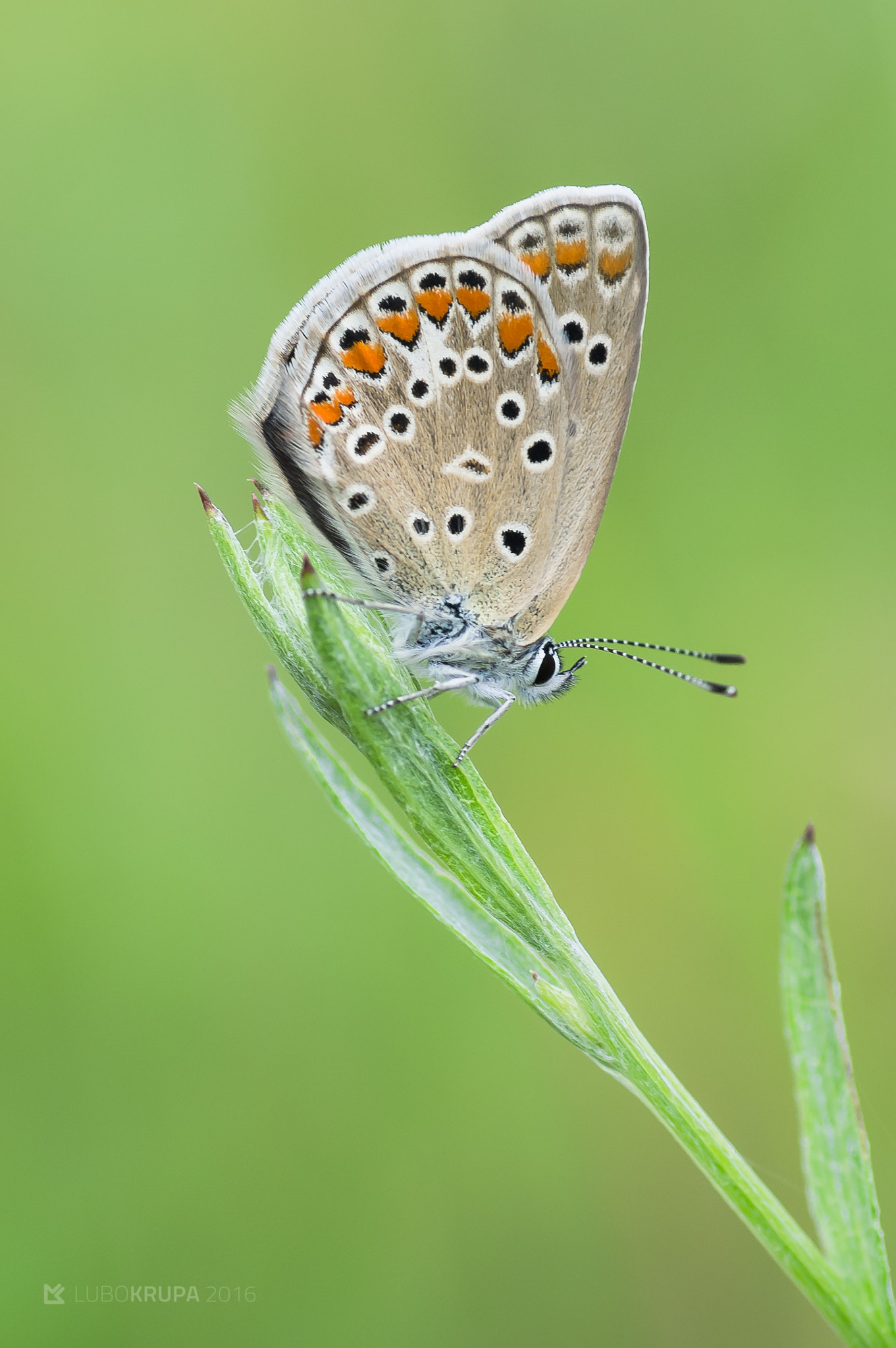 Pentax K-r sample photo. Polyommatus icarus photography