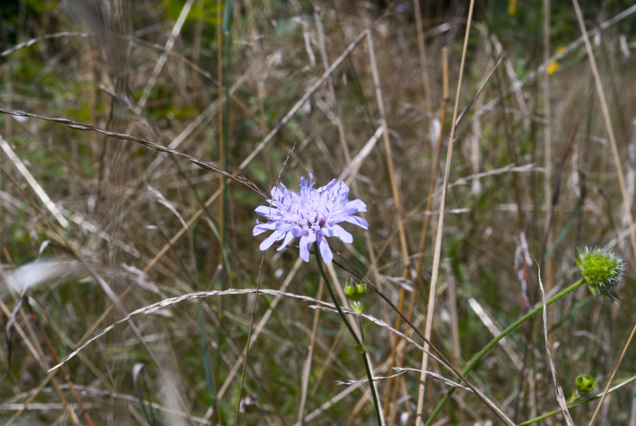 Pentax K-m (K2000) + smc PENTAX-DA L 18-55mm F3.5-5.6 sample photo. Wild flower.jpg photography