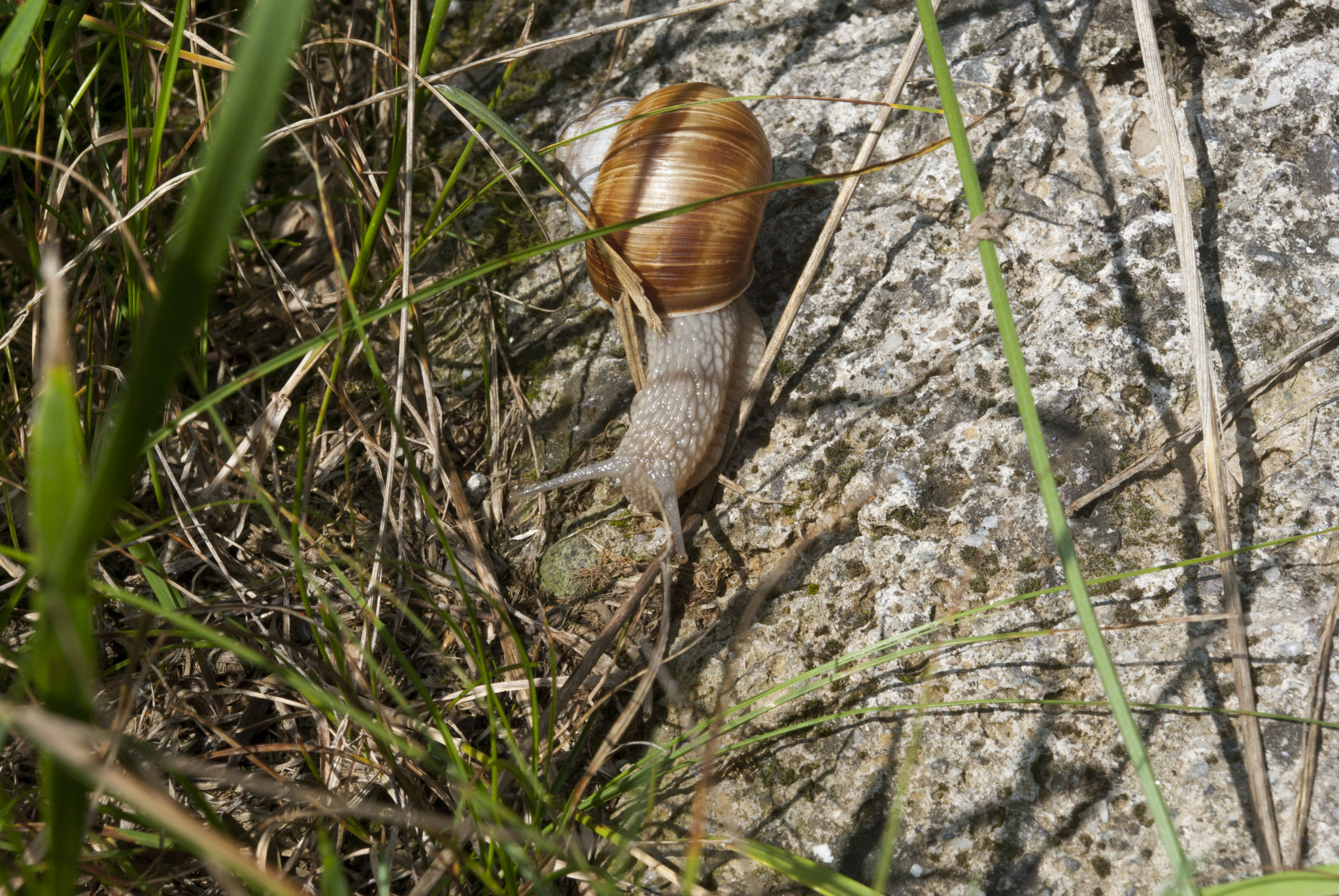 Pentax K-m (K2000) sample photo. Sunny snail.jpg photography