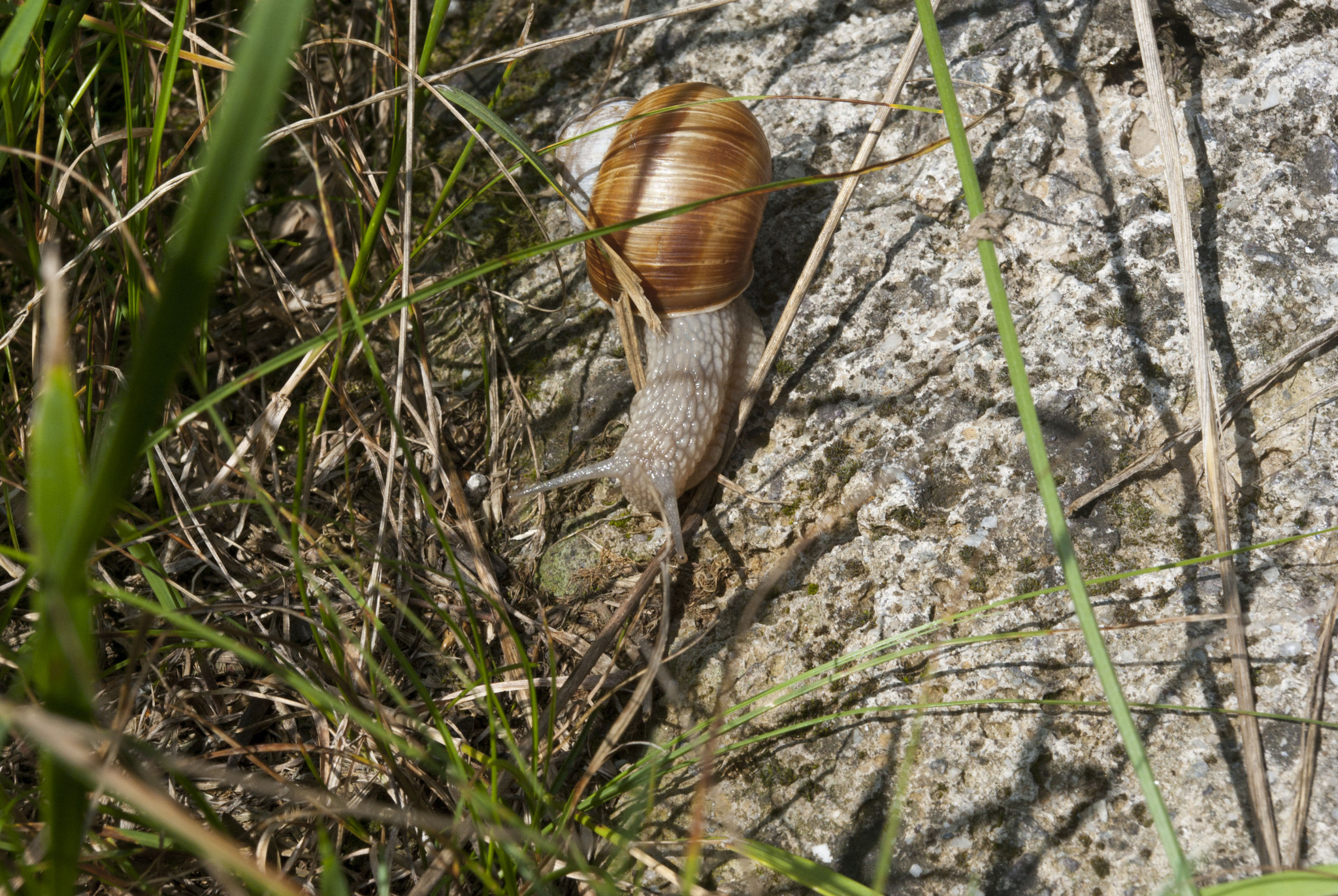 Pentax K-m (K2000) + smc PENTAX-DA L 18-55mm F3.5-5.6 sample photo. Sunny snail.jpg photography