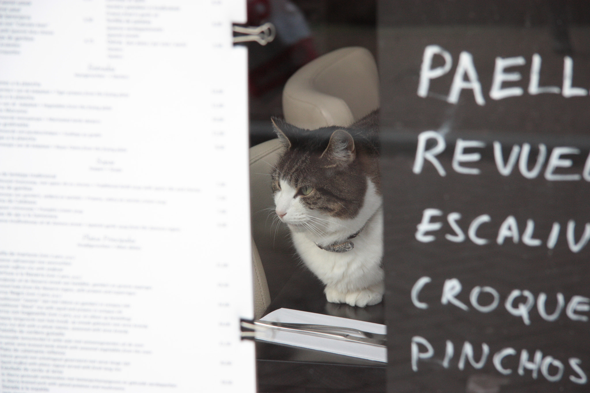 Canon EF-S 17-85mm F4-5.6 IS USM sample photo. Amsterdam cat photography