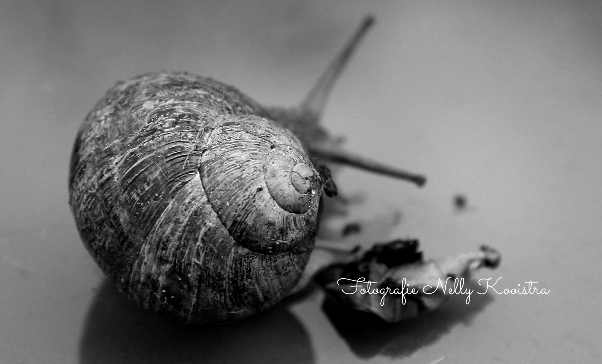Canon EF-S 18-55mm F3.5-5.6 II sample photo. Snail photography