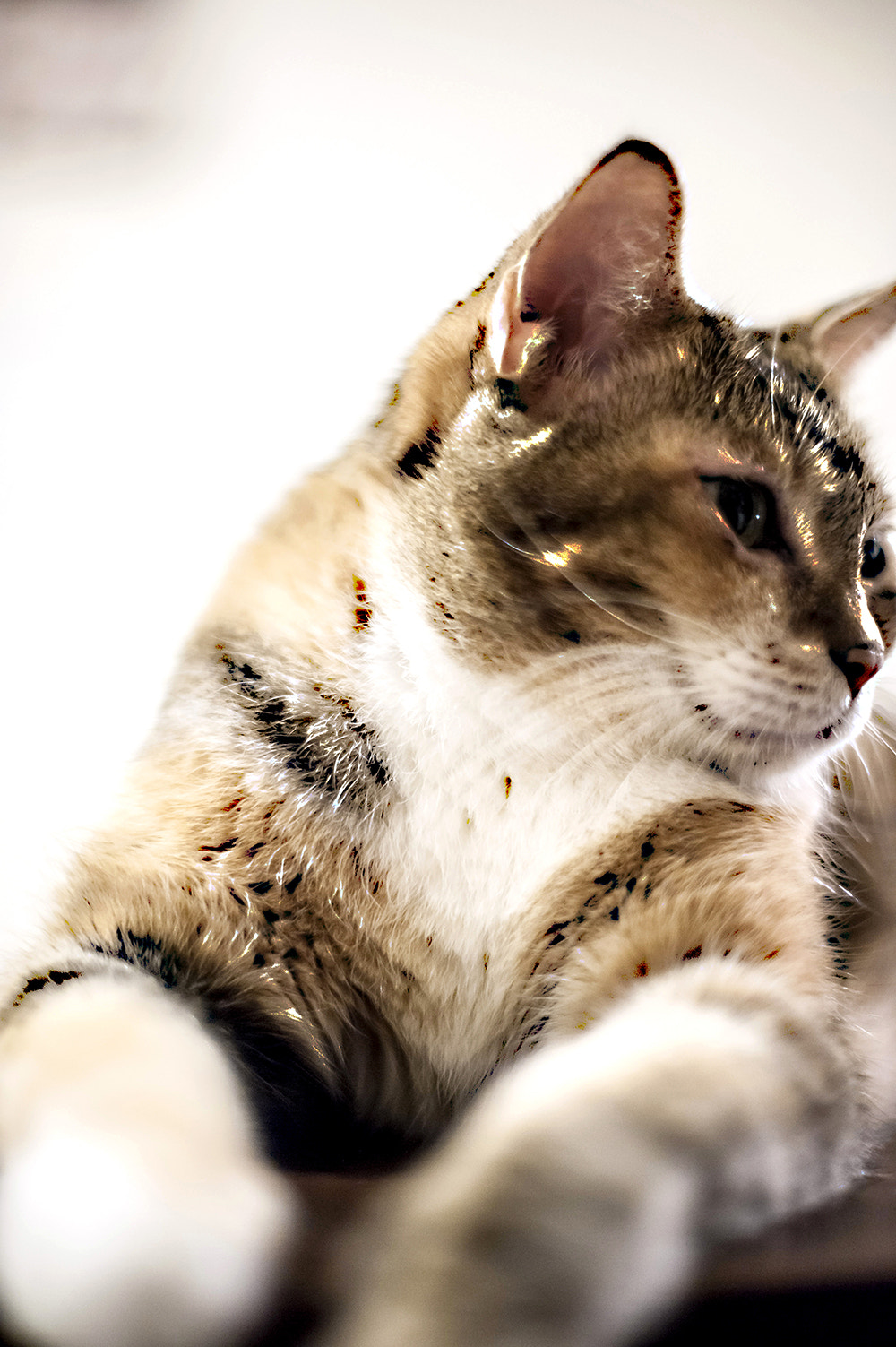 AF Nikkor 50mm f/1.4 sample photo. 03.jpg photography