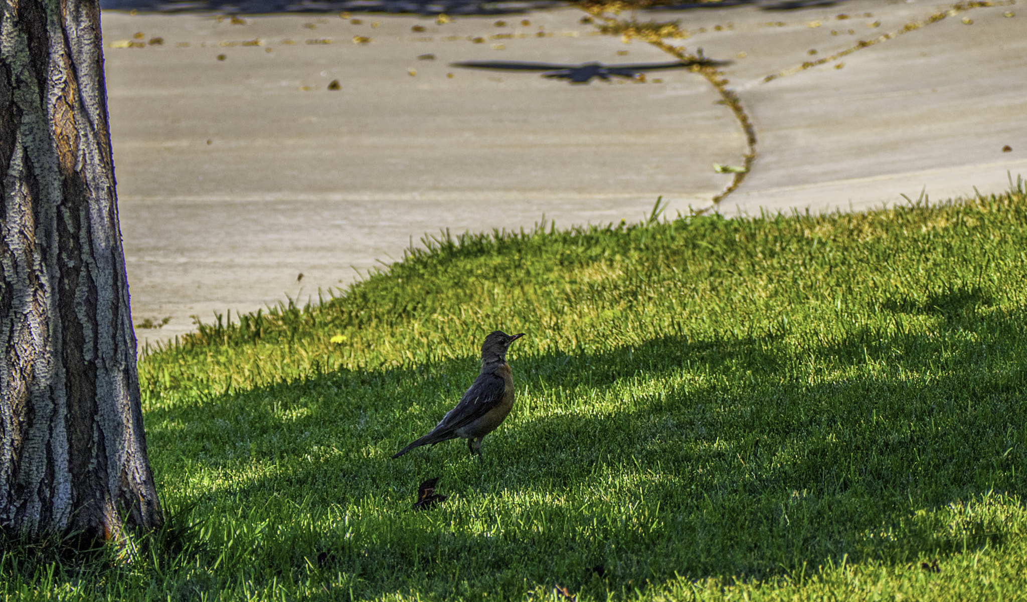 Panasonic Lumix DMC-GH4 sample photo. Shadow flight photography