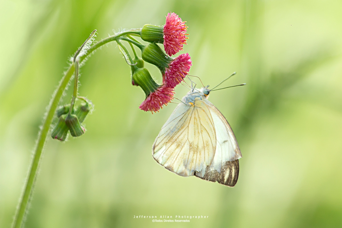 Canon EF 100-400mm F4.5-5.6L IS USM sample photo. A pequena borboleta photography