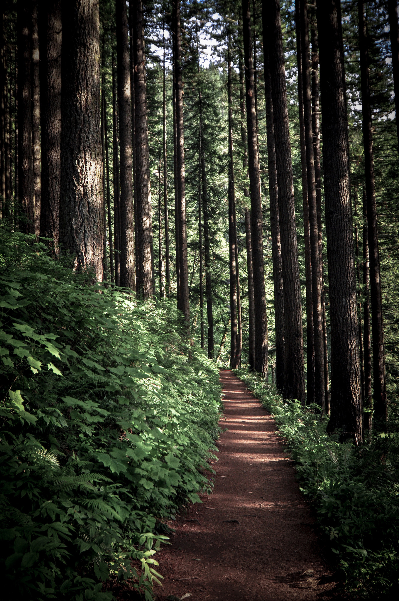 Tokina AT-X Pro 12-24mm F4 (IF) DX sample photo. Lost in the woods photography