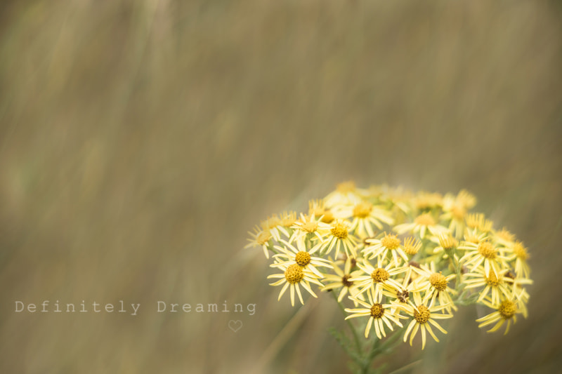 Sony a99 II + Sony 85mm F2.8 SAM sample photo. Ragwort - poisonous but pretty photography