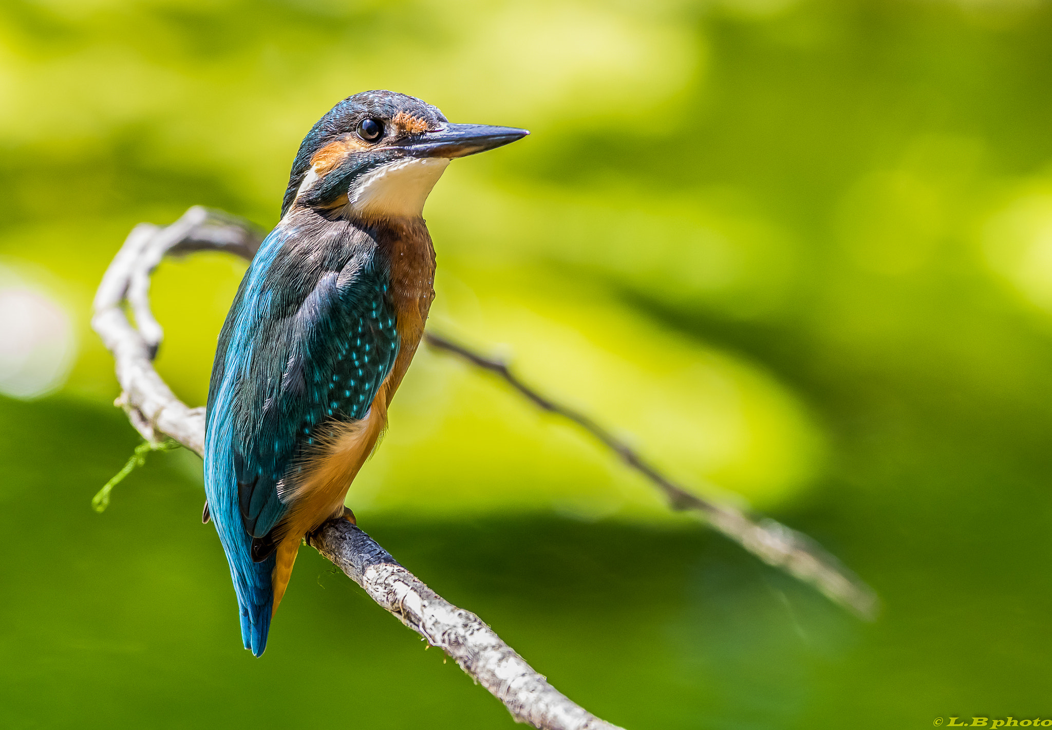 Pentax smc DA* 300mm F4.0 ED (IF) SDM sample photo. Mme martin sur sa branche photography