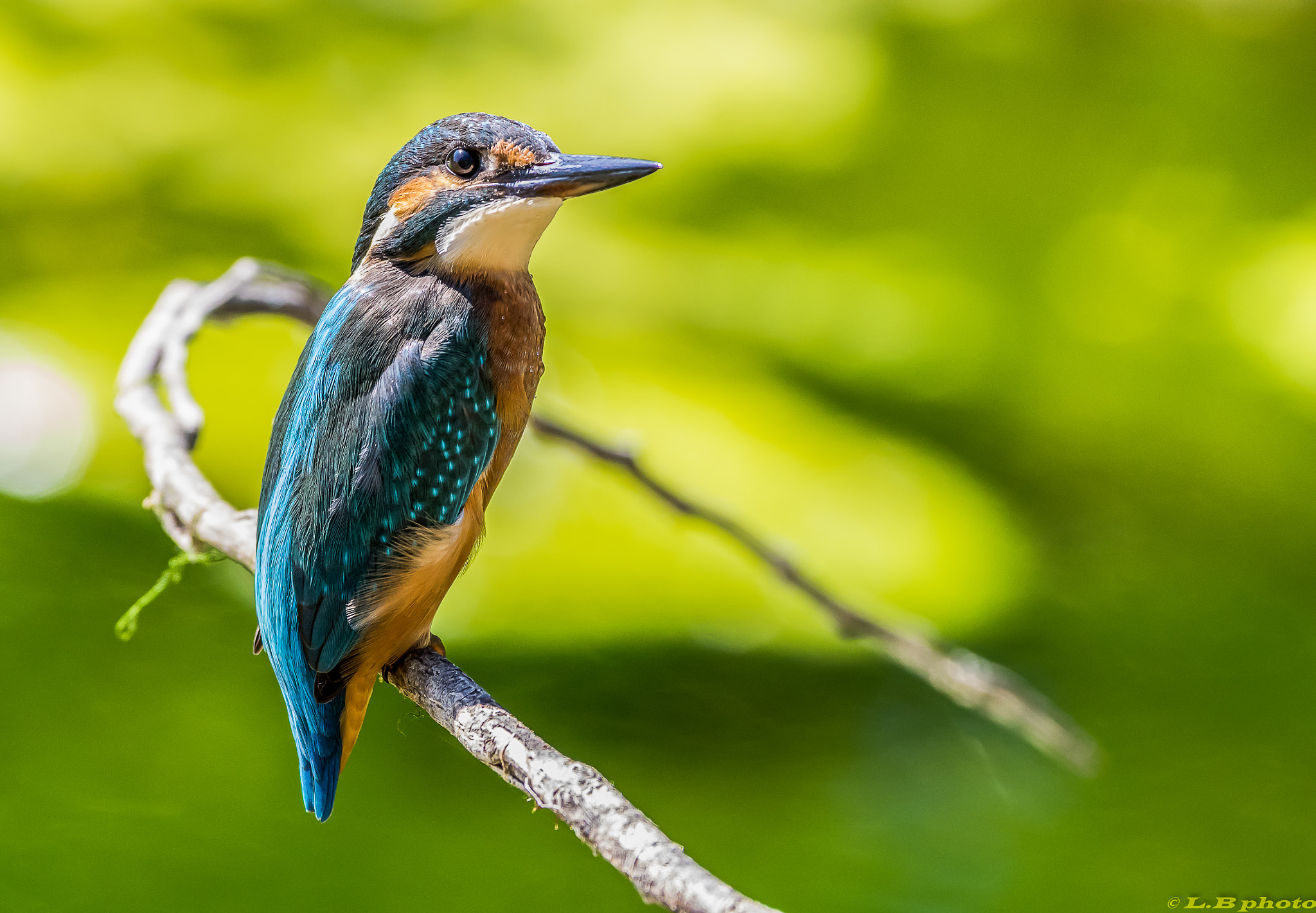 Pentax K-3 II + Pentax smc DA* 300mm F4.0 ED (IF) SDM sample photo. Mme martin sur sa branche photography