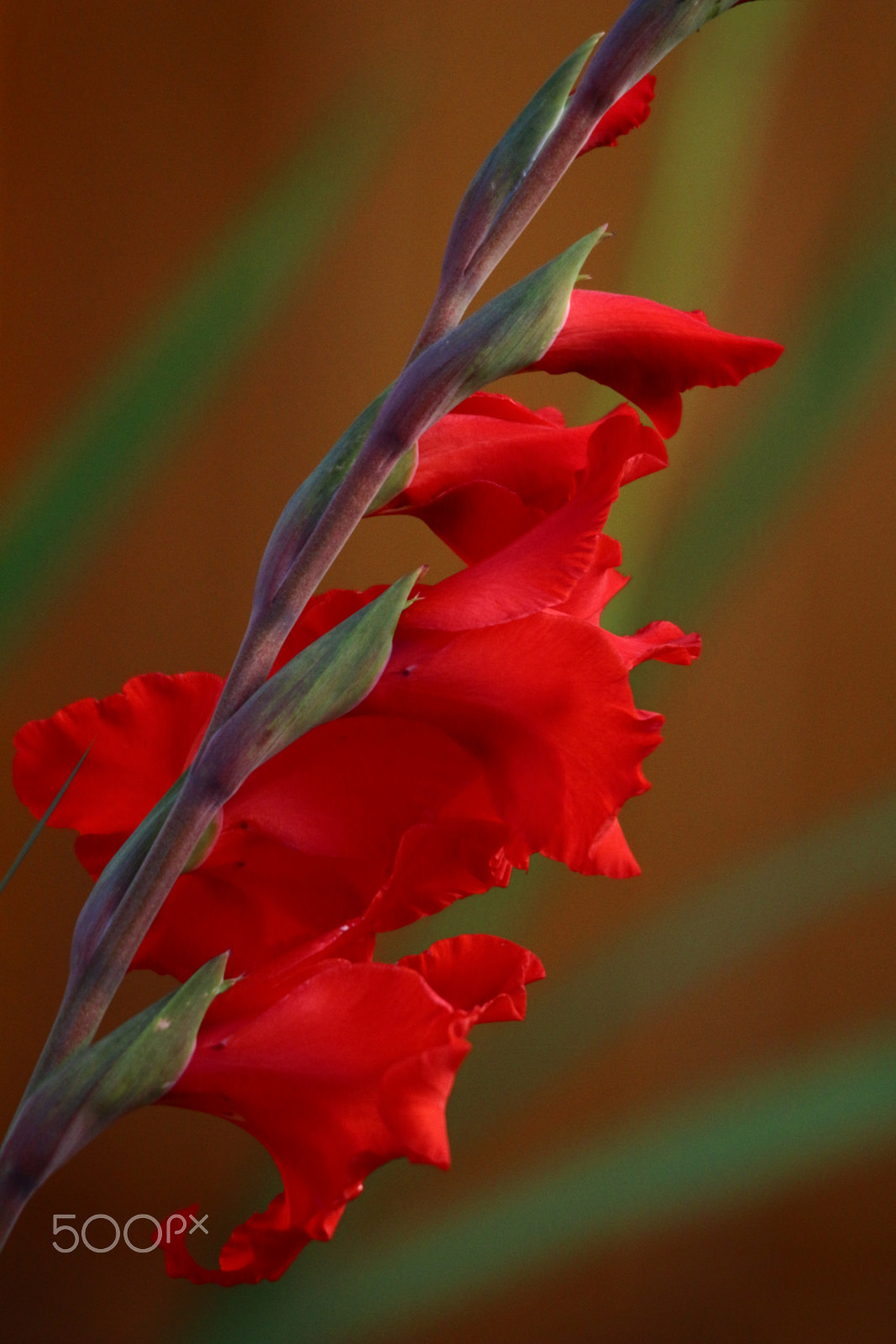 Sigma 150-500mm F5-6.3 DG OS HSM sample photo. Orange "gladius" or sword lilly photography