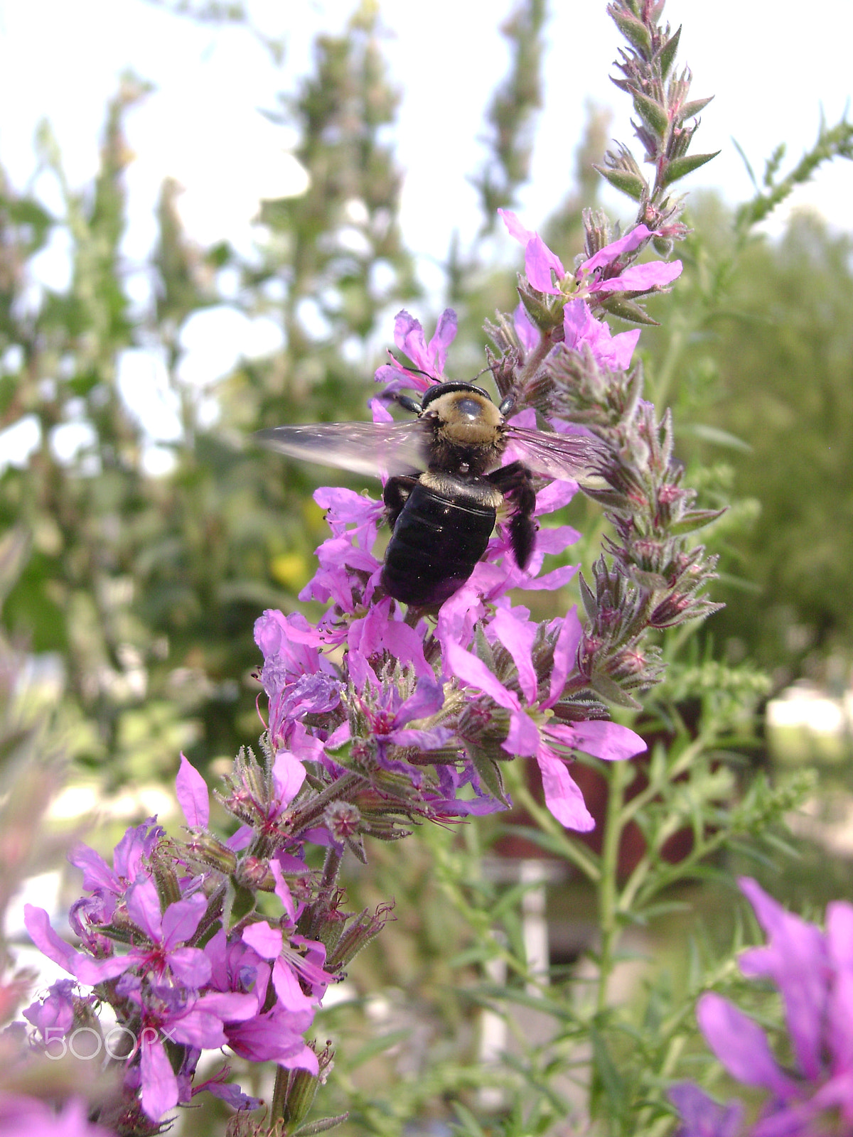 Sony DSC-S700 sample photo. Buzz!! photography